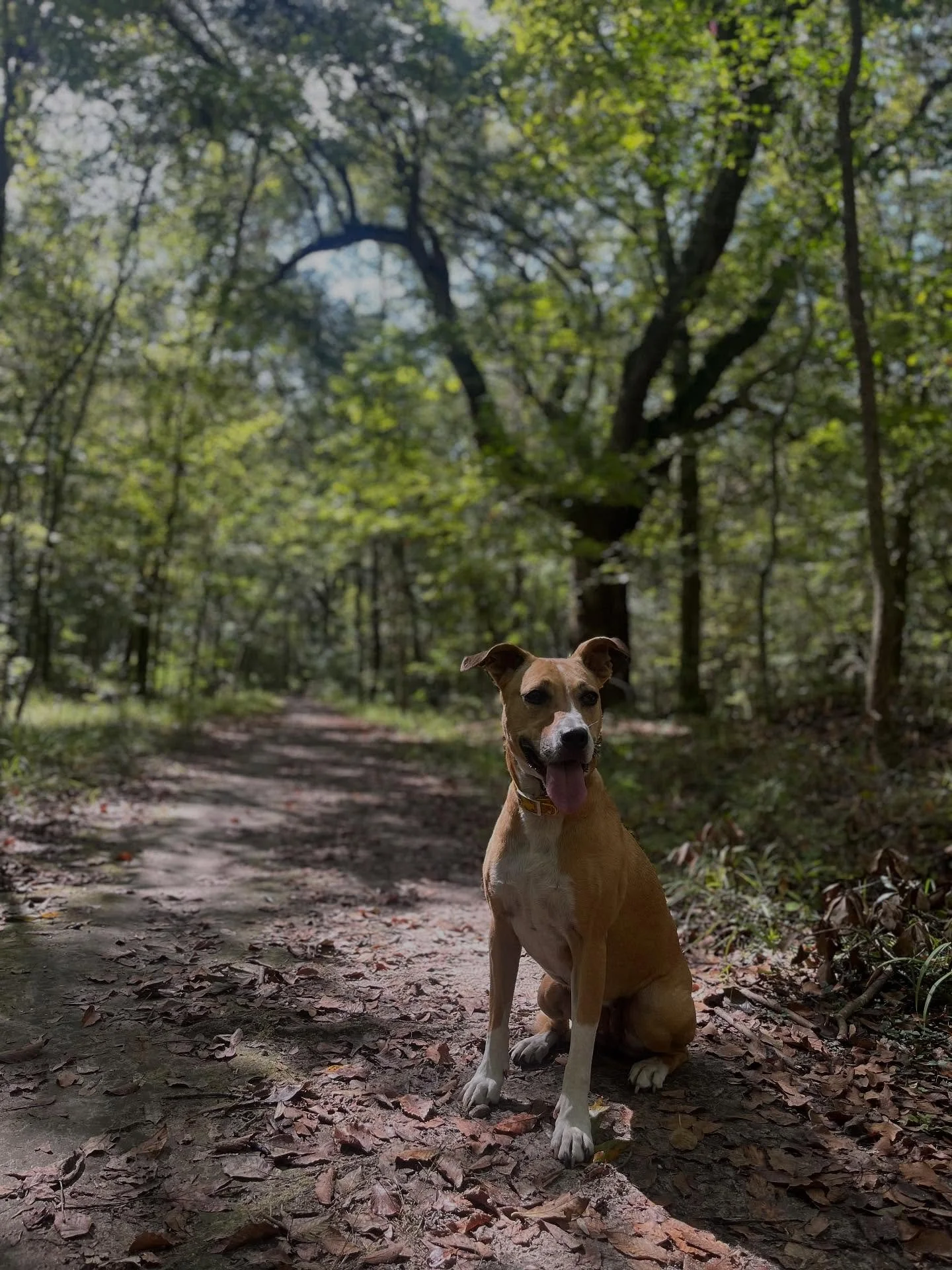 Nugget had an amazing hike this morning to practice her recall. She did amazing and enjoyed herself thoroughly. 

📍 Location: Ladson, SC
🐾 Trainer: Trainer Leah, CDT
📞 Call or Text: 616-610-7060
🌐 Visit: www.level-up-canine.com

#dogtraining #dog