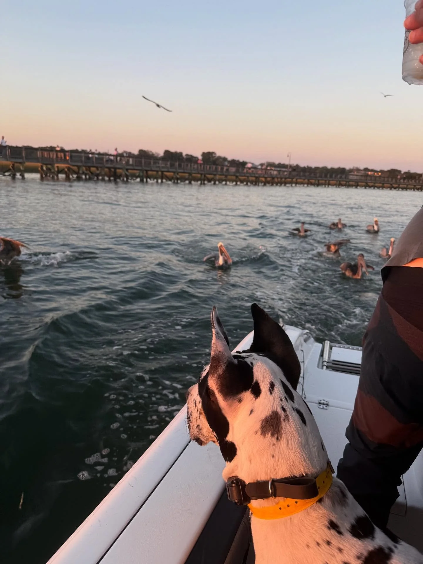 Romeo put his first week of skills to the test this weekend as he joined for lunch and a boat ride! He did so amazing everywhere he went and I am so proud of him he is progressing amazingly! 

📍 Location: Ladson, SC
🐾 Trainer: Trainer Leah, CDT
📞 