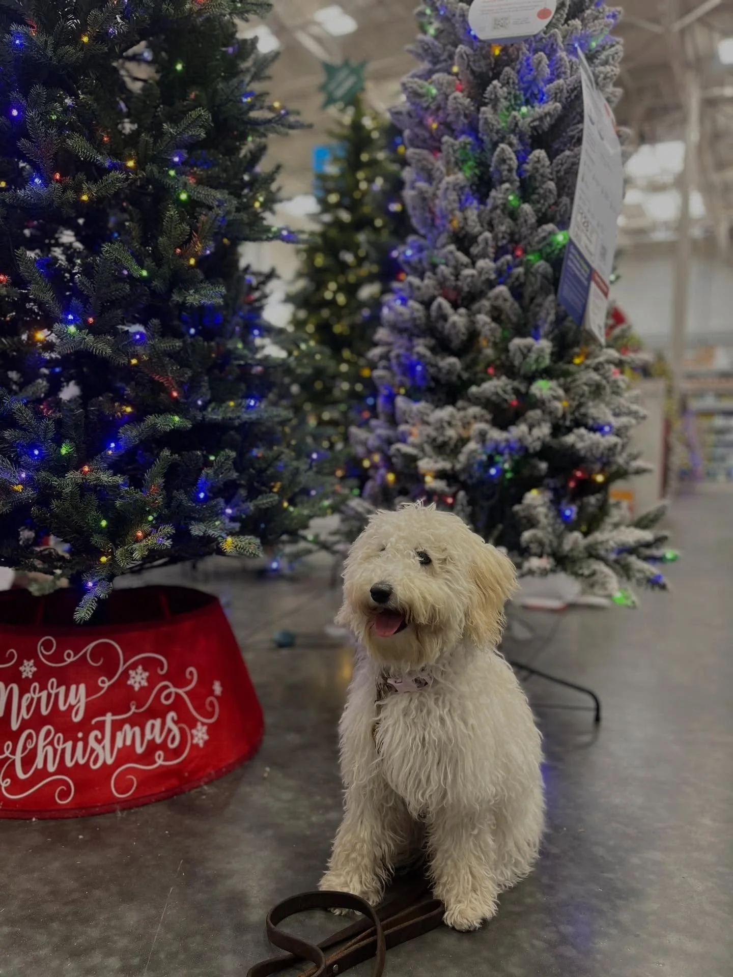 Sugar did amazing practicing her basic commands out and about at Lowe&rsquo;s! She really strutted her cute self around! 

📍 Location: Ladson, SC
🐾 Trainer: Trainer Leah, CDT
📞 Call or Text: 616-610-7060
🌐 Visit: www.level-up-canine.com

#sugar #