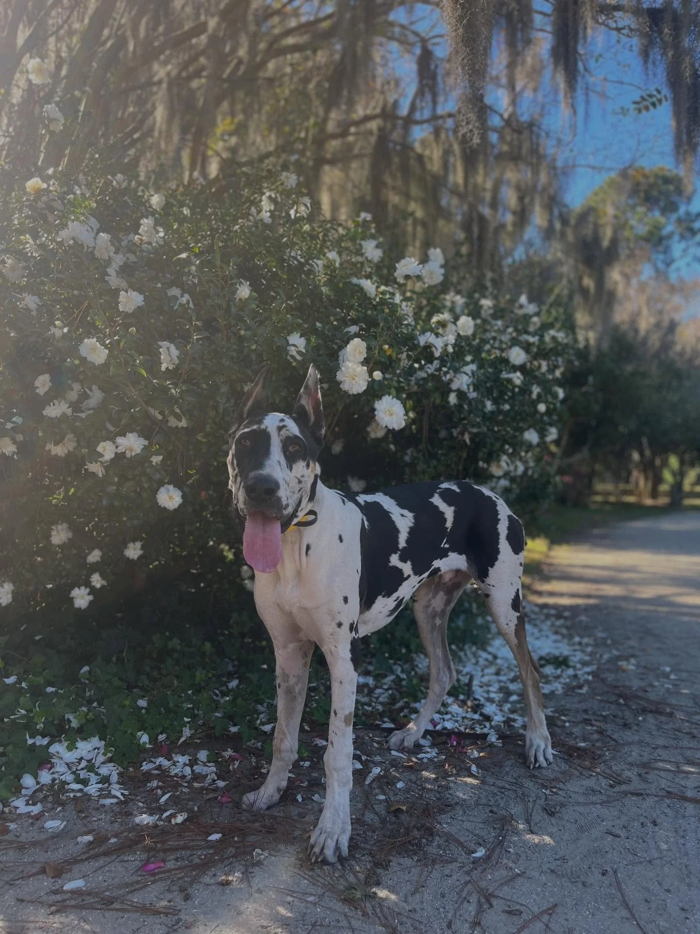 Romeo enjoyed his off-leash distraction walk today at the park! He did so good! 

📍 Location: Ladson, SC
🐾 Trainer: Trainer Leah, CDT
📞 Call or Text: 616-610-7060
🌐 Visit: www.level-up-canine.com

#greatdane #puppy #blackandwhite #dogtrainer #dog