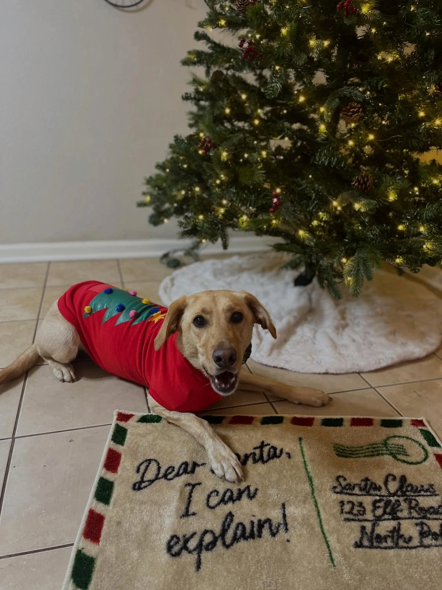 We are in the Christmas spirit over here at LeVeL Up Canine! The holidays is the perfect time to show off to your family and friends what a well-trained dog is like. Nothing better than being a step above your siblings and their naughty, untrained do