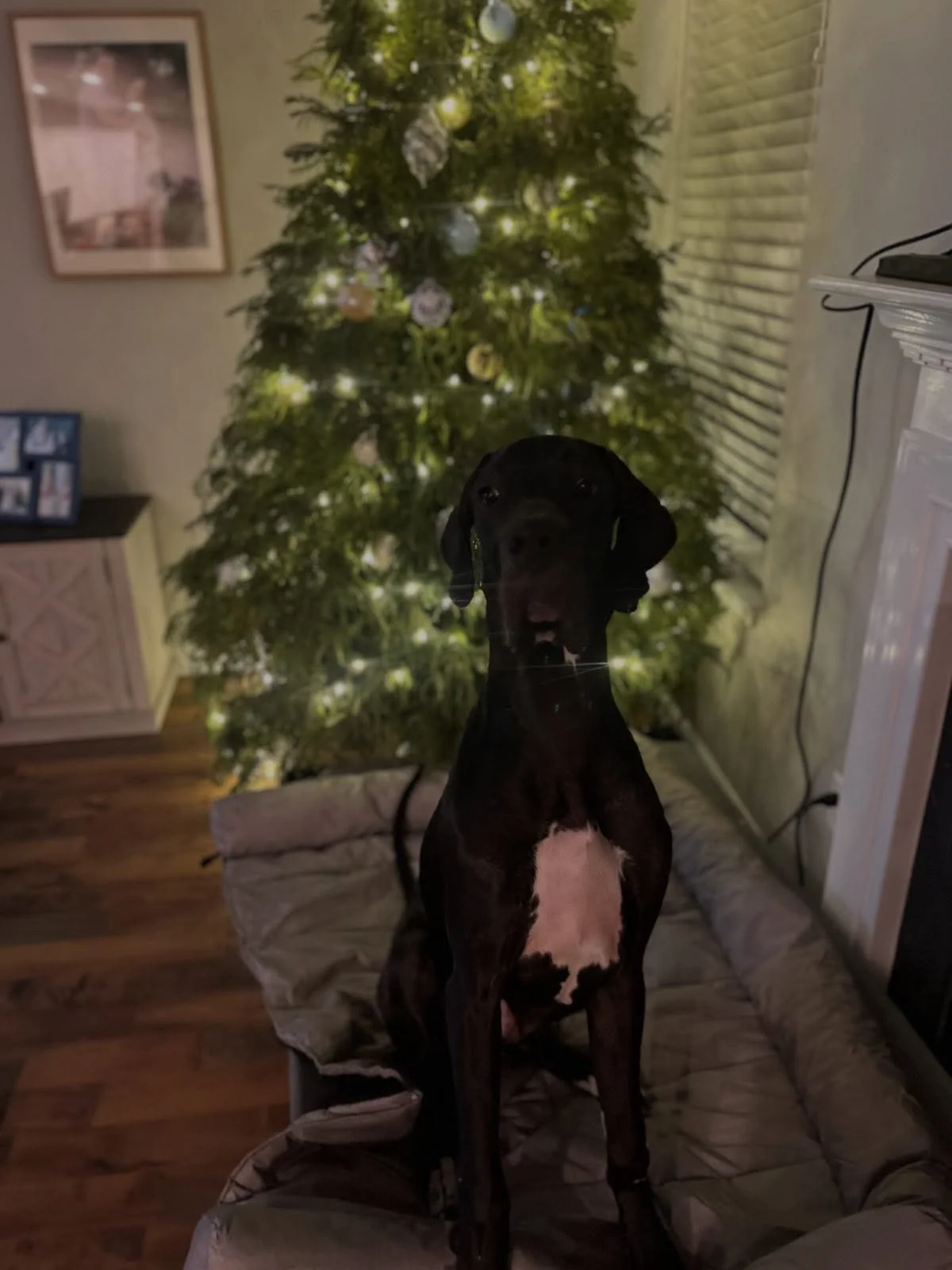 Roger ringing in 2026 as even a better boy than 2025! He did amazing at his 2nd private lesson last night, adding to what we learned at the first one and progressing. Way to go, Roger! 
Here he is pictured on his &ldquo;place&rdquo; command which his