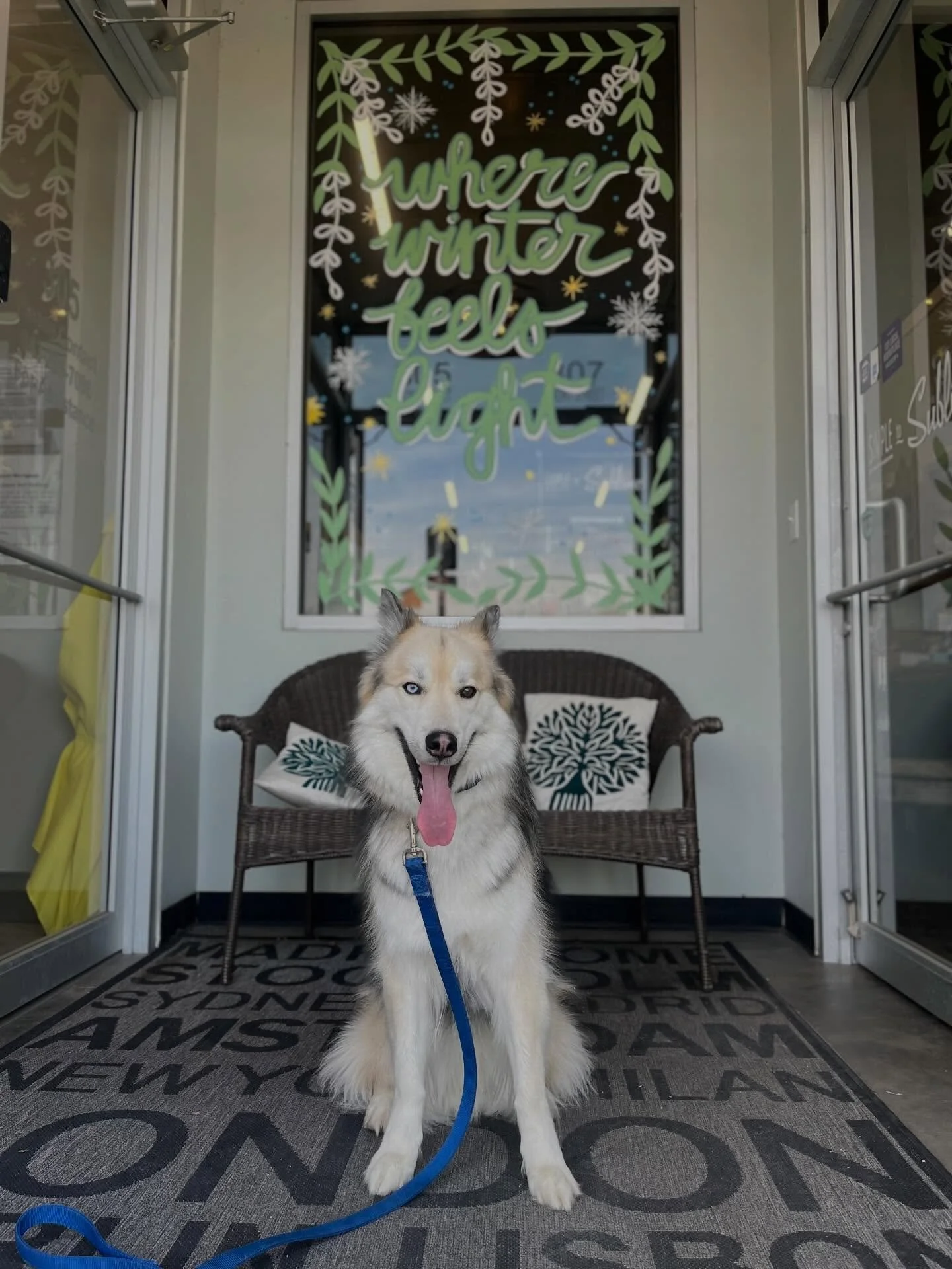 Hump Day Photo Dump with Atlas. He&rsquo;s been doing so amazing in our Canine Camp program. He&rsquo;s learned his stationaries like sit and place, as well as loose-leash walking, door manners, recall and more! He&rsquo;s been so fun to have around 