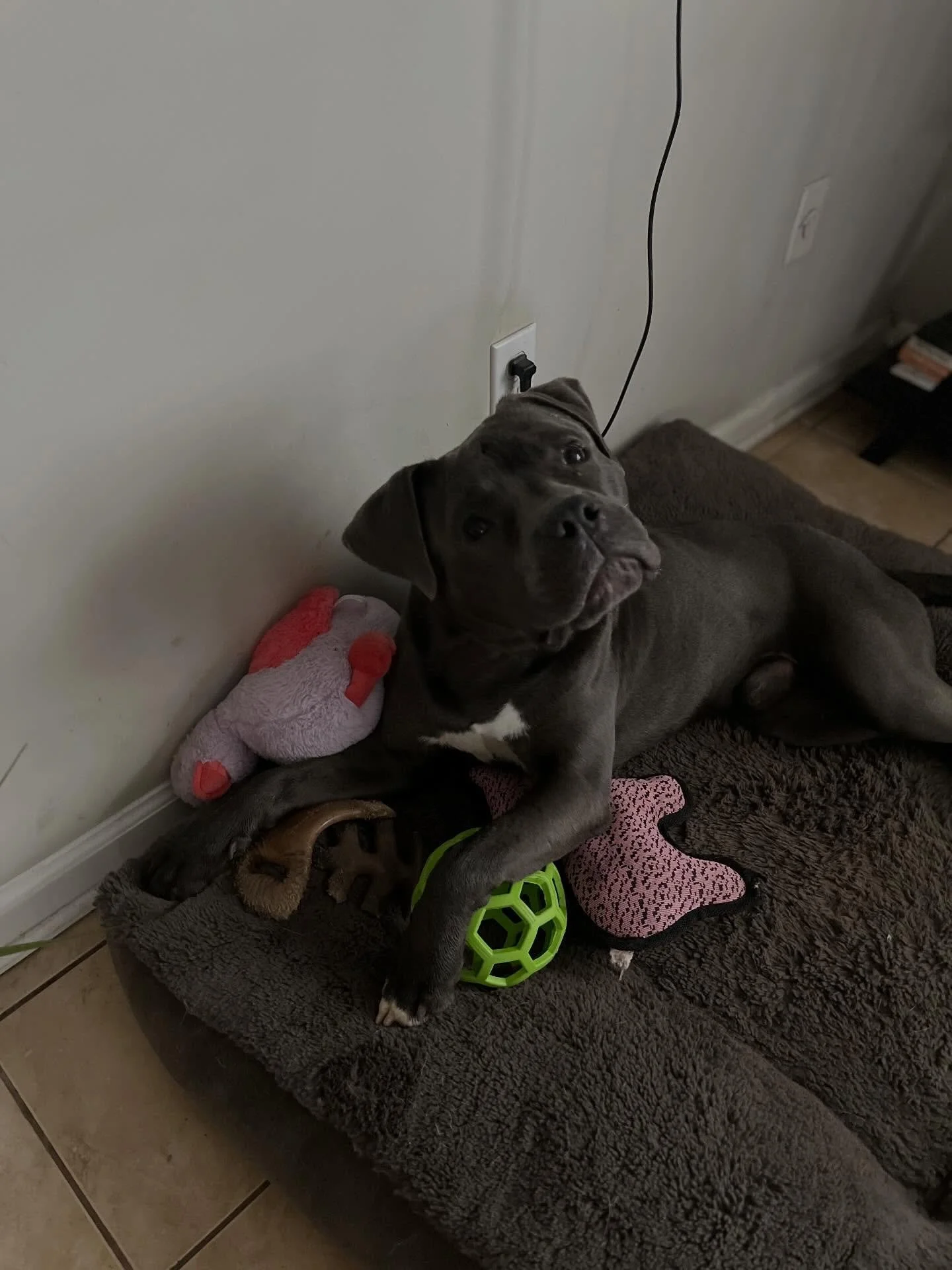 🐾Foster Rehabilitation #6🐾

Everyone please say a warm welcome to our sixth member of our foster rehab program, Gravy!

Gravy is your typical high energy pit. He&rsquo;s an equal mix of mouthy and chaotic, so some basic training would do him wonder