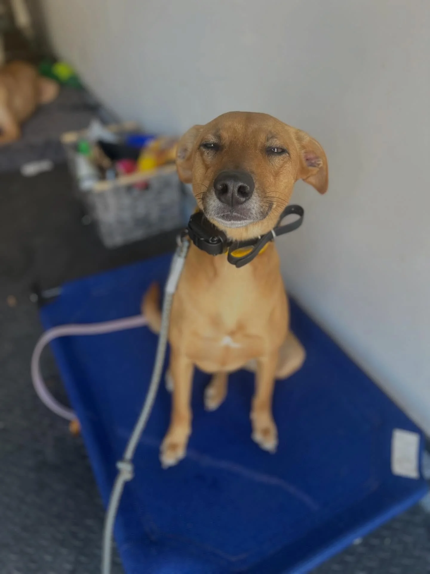 Everyone please give a warm welcome to the newest member of the LeVeL Up Canine Pack, Wafer! 
Wafer is in our Behavior Rehabilitation Board &amp; Train Program to spend some time learning some overall manners. Wafer is not the biggest fan of stranger