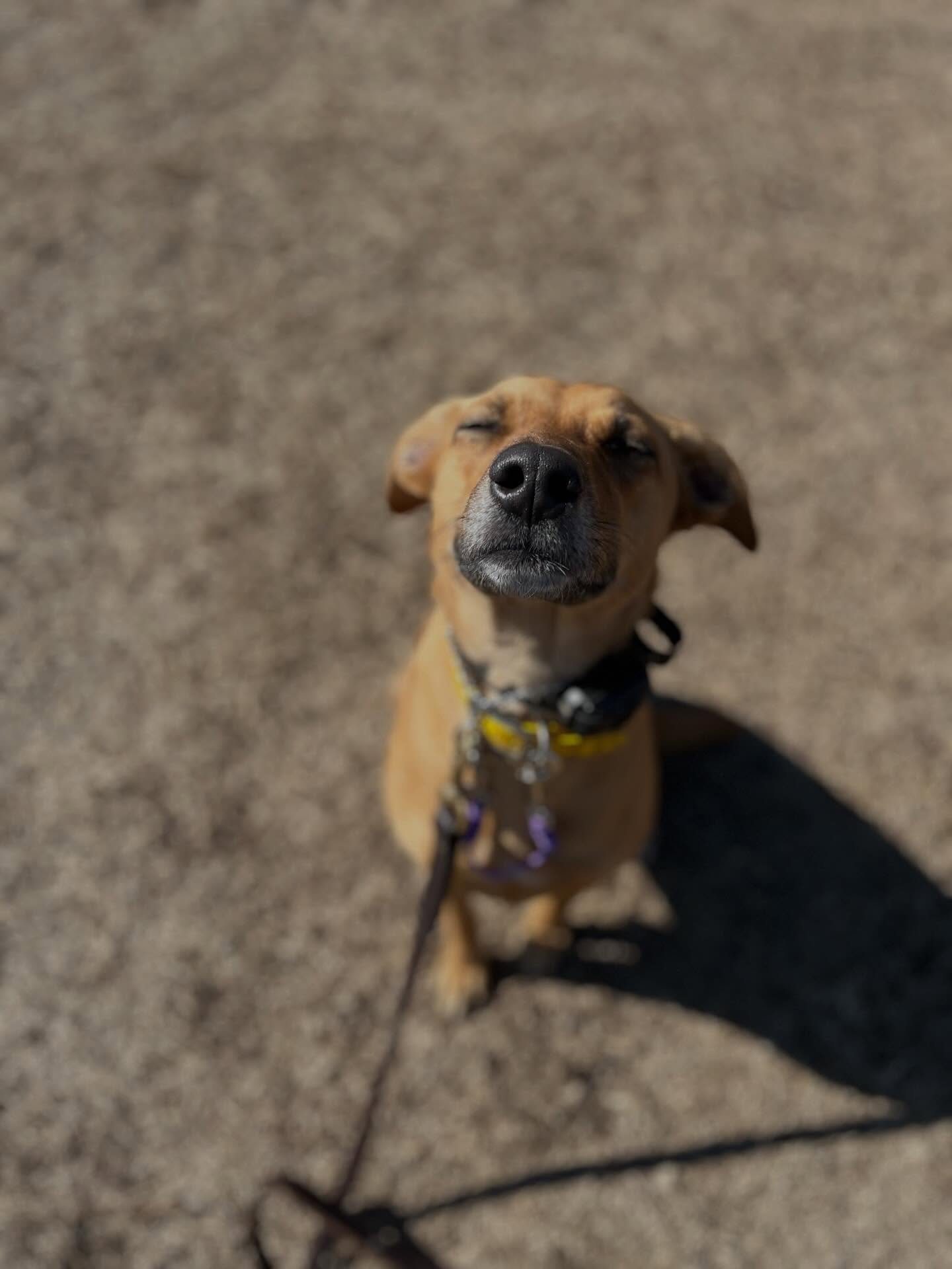 I know love exists because I am surrounded by it everyday.

Working with animals is to first and foremost, learn the language of love and understanding. I receive compassion everyday from your dogs, so therefore I am filled with it. I receive support