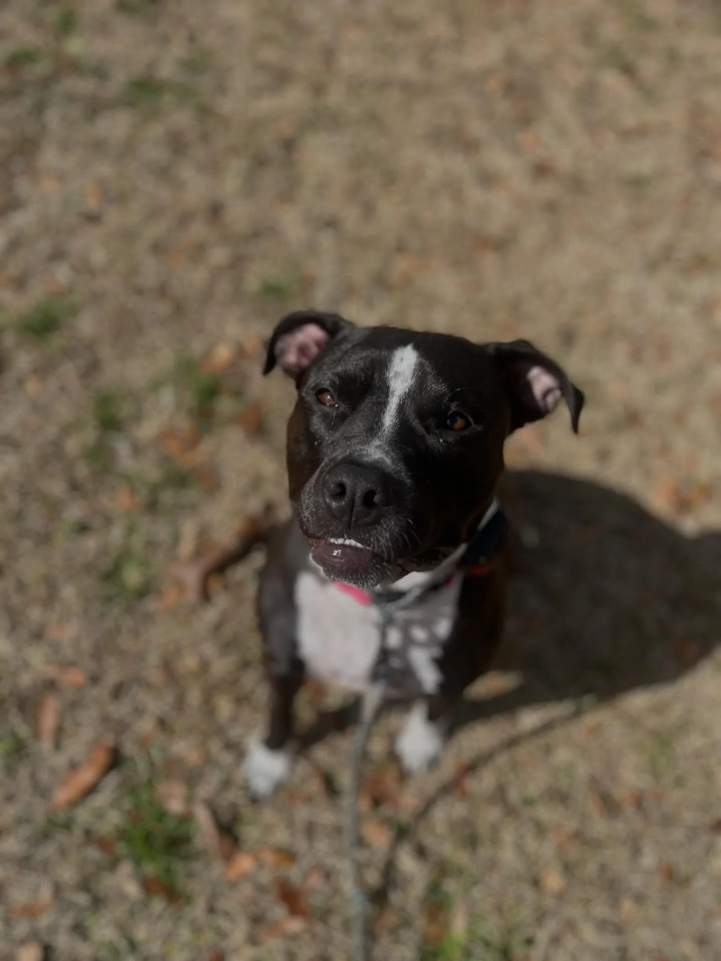 Everyone please give a warm welcome to the newest member of the LeVeL Up Canine Pack, Tally!

Tally is in our Two Week Canine Camp Program to learn some overall manners! She is your typical pit. Very social, loves to play but a little too rough at ti
