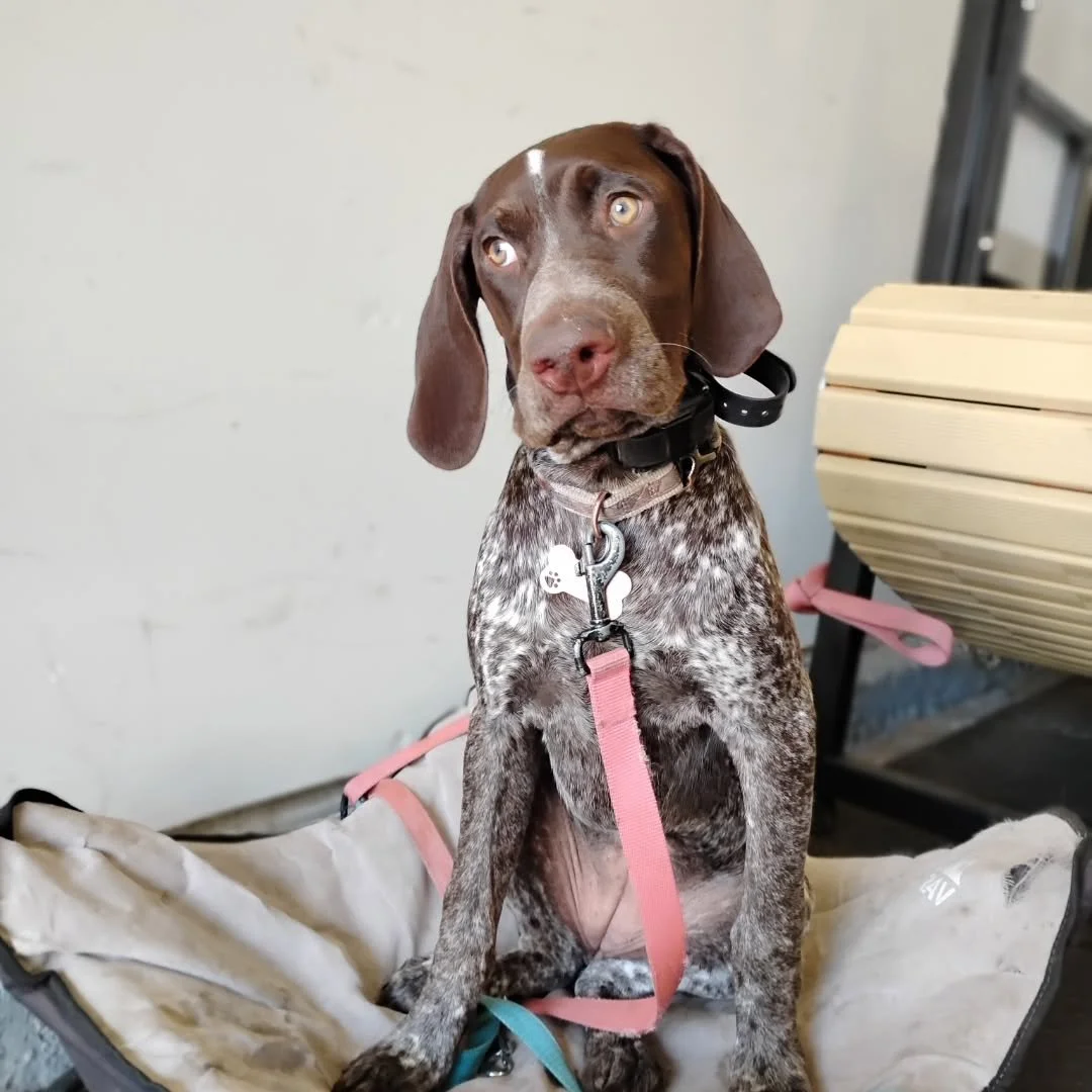 Everyone also welcome in Birdie to the Pack! Birdie is in our two week Canine Camp Program as well to learn some basic training that will eventually lend itself to hunting with her family. Birdie is the sibling of Nala, who is a LeVeL Up Canine Alumn