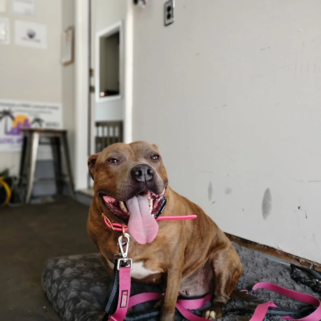 Everyone please give a nice warm welcome to the newest member of the Pack, Queen. 

Queen was brought to me by her foster parents in hopes that with some basic training she can finally find her forever home. She is in our Shelter Dog Canine Camp Prog