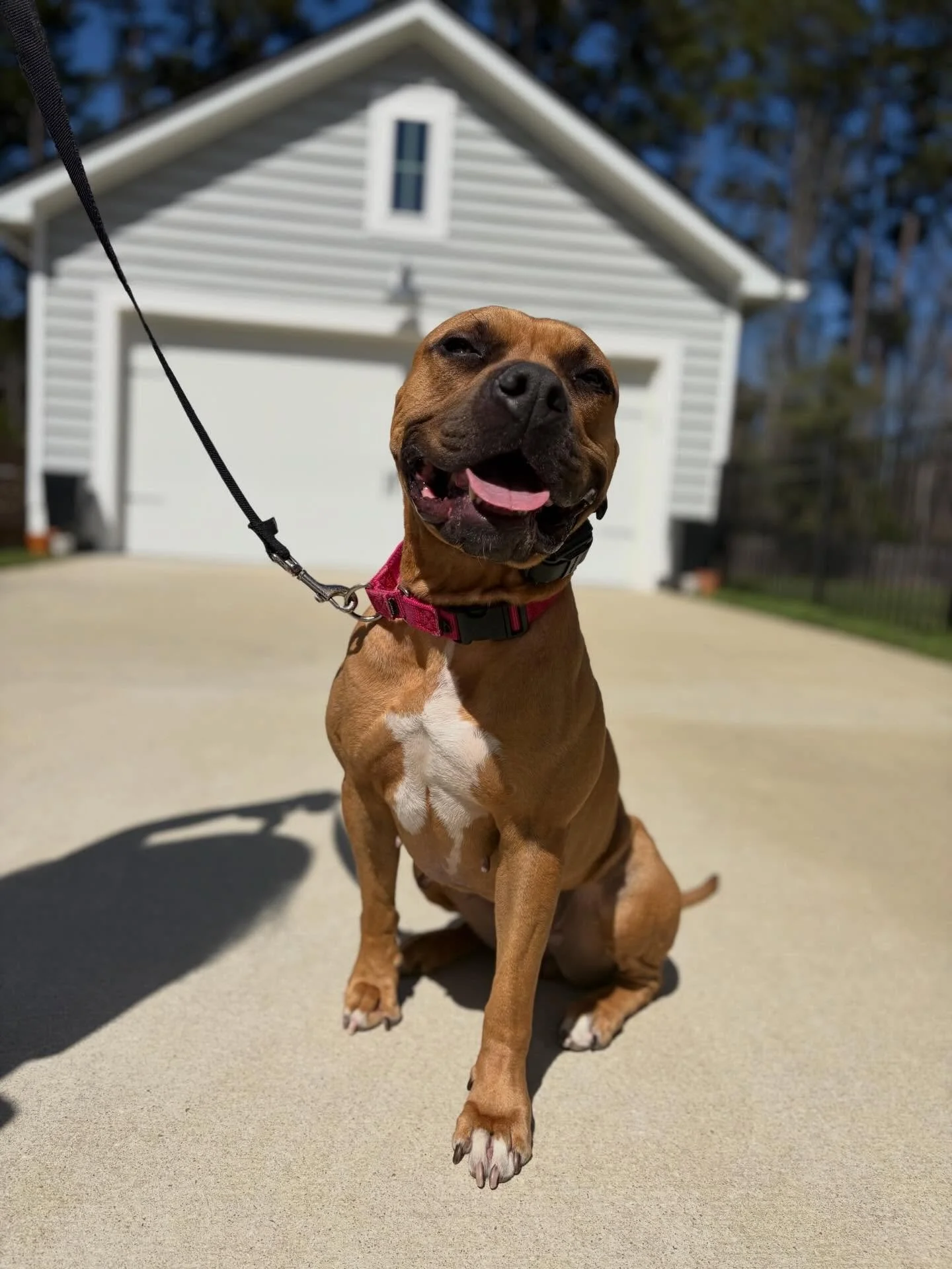 Everyone please give a nice warm welcome to the newest member of the Pack, Ivy. 

Ivy is in our Private Lessons Program to learn some general manners. She is such a sweet girl. Very hardworking but in typical pit fashion, she can get in her head a bi