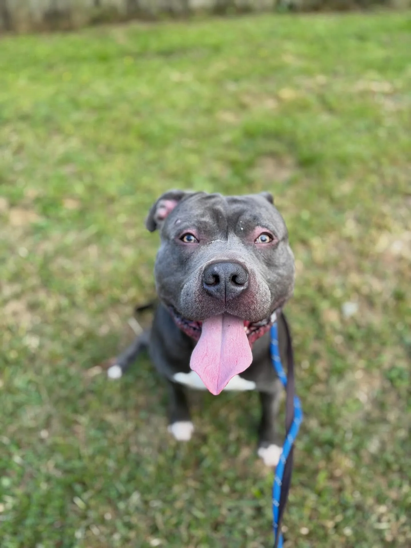 Everyone please give a nice warm welcome to the newest member of the LeVeL Up Canine Pack, Smokey! 

Smokey arrived yesterday for a Behavioral Rehabilitation Program to learn how to not be such a Mr. Meanie around other dogs. This guy has a pretty in