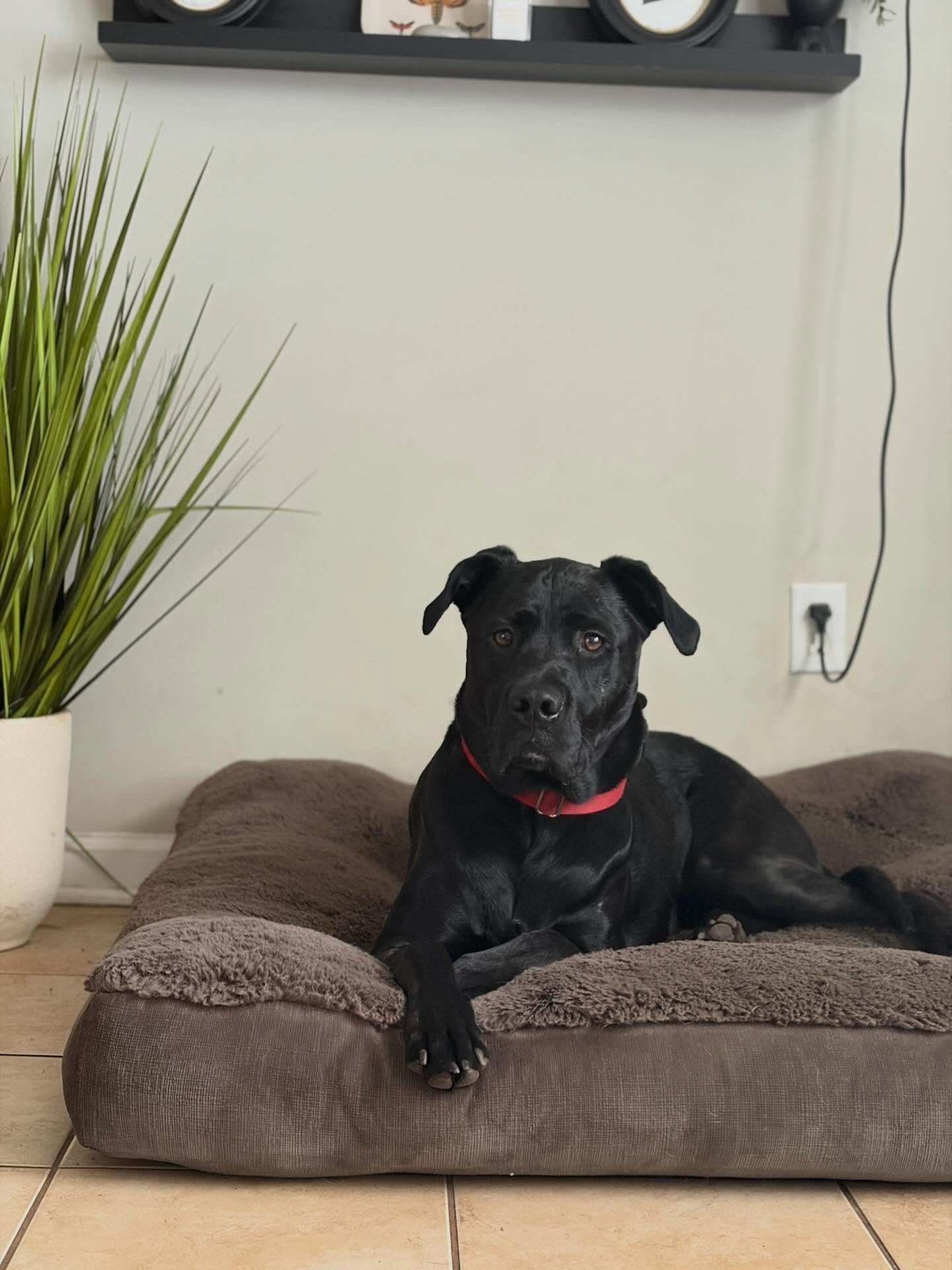 Everyone please give a nice warm welcome to the newest member of the LeVeL Up Canine Pack, Rascal! 

Rascal is in our Advanced Board &amp; Train Program. He is in to learn overall manners inside and outside of the home. This excitable, happy, jumpy g