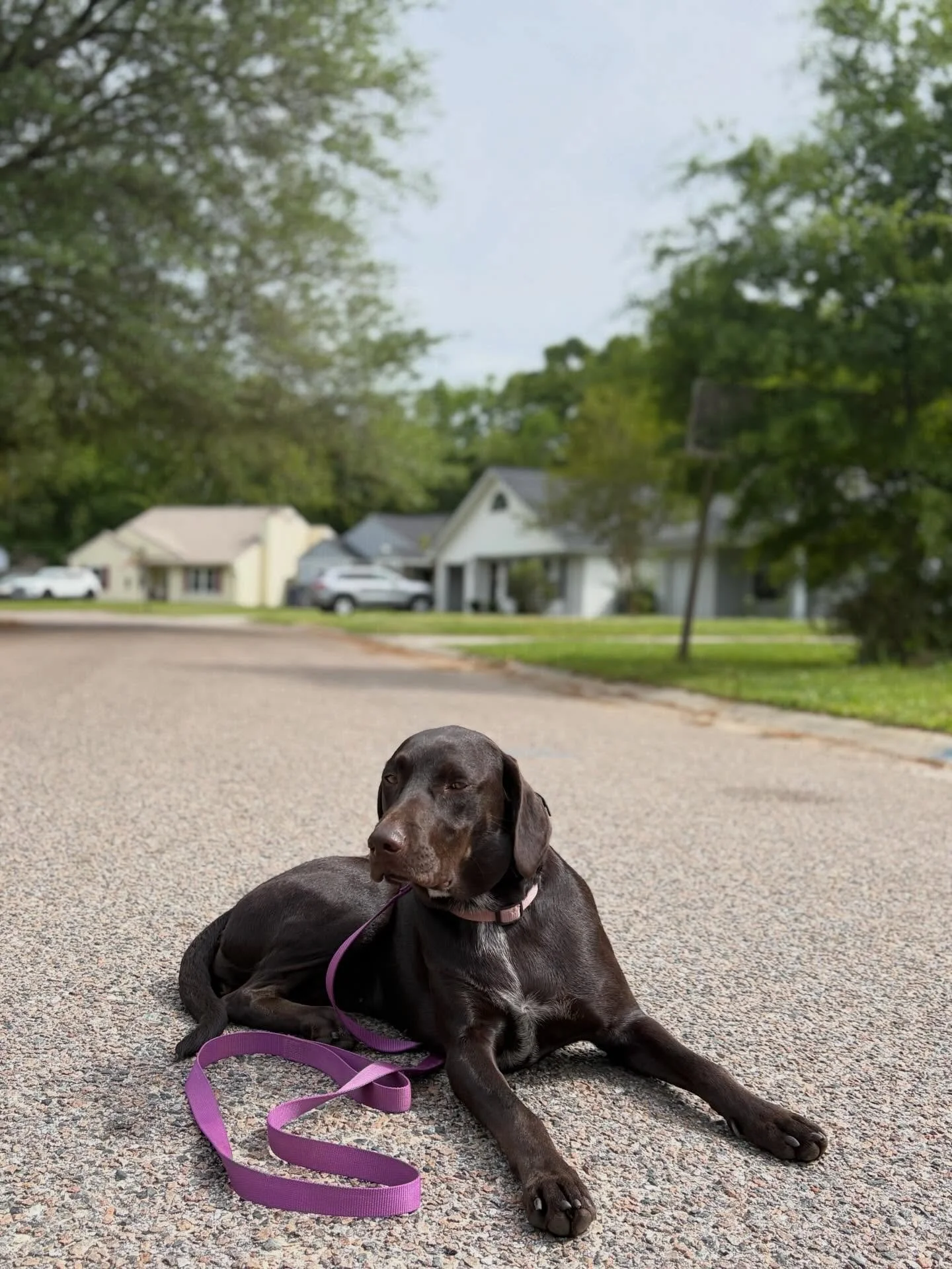 Everyone please give a warm WELCOME BACK to Nala, just for a few days. She is in our Refresher Canine Camp program to refresh the commands she learned when she had all four legs. Yes, I&rsquo;m sure you&rsquo;ve noticed this cutie is a tripawd! When 