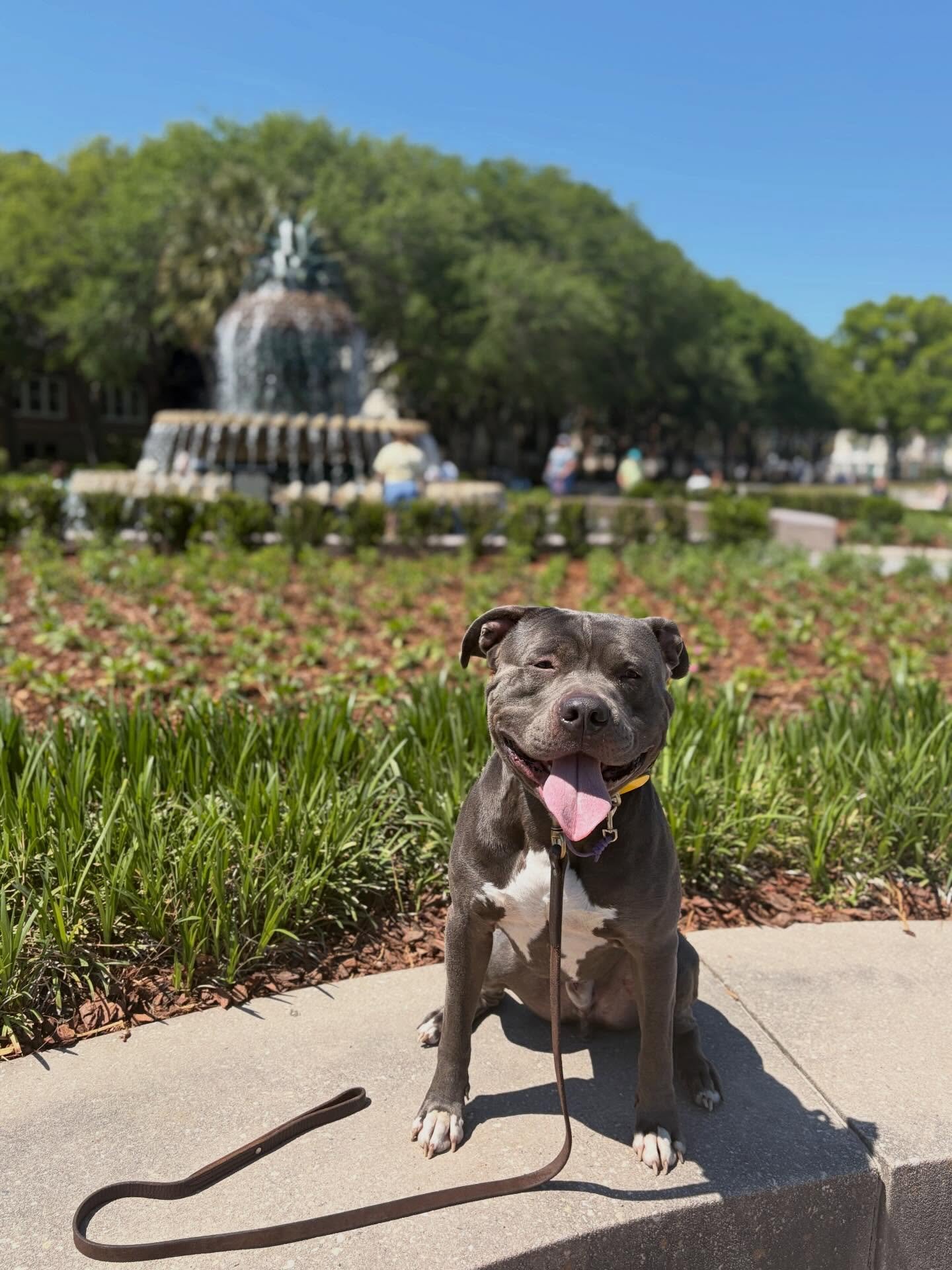 Smokey Update!

For those of you who don&rsquo;t know, Smokey came into our Behavioral Rehabilitation Program with intense dog aggression and reactivity. This past Sunday, he strutted his stuff downtown on Second Sunday, no problem. There were many, 