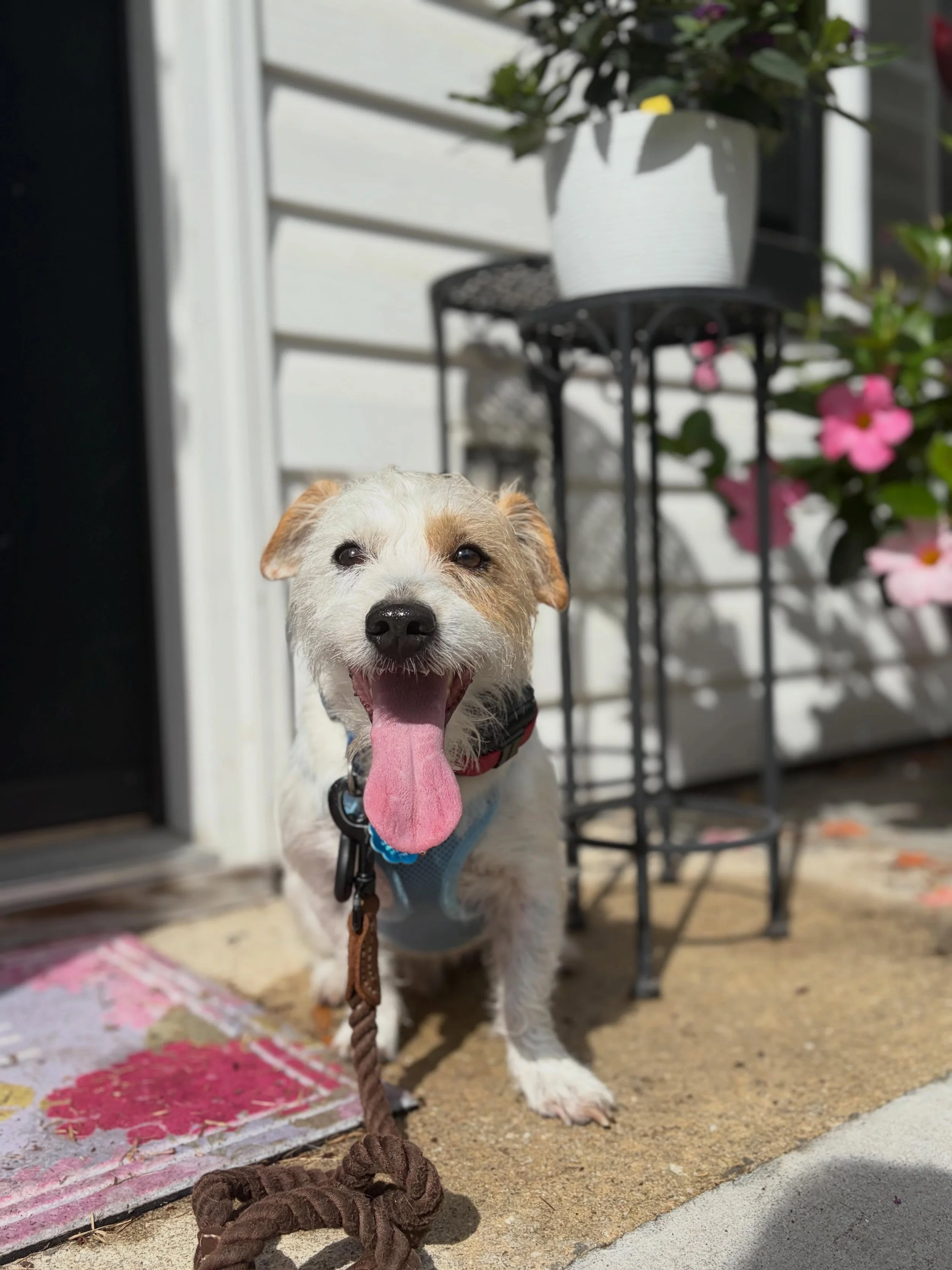 Everyone please give a warm welcome to the newest member of the Pack, Jack! 

Jack is in our Behavioral Canine Camp Program to learn how to not be such a spicy guy to his owners as well as his other housemates. As many Jack Russels can be, he&rsquo;s