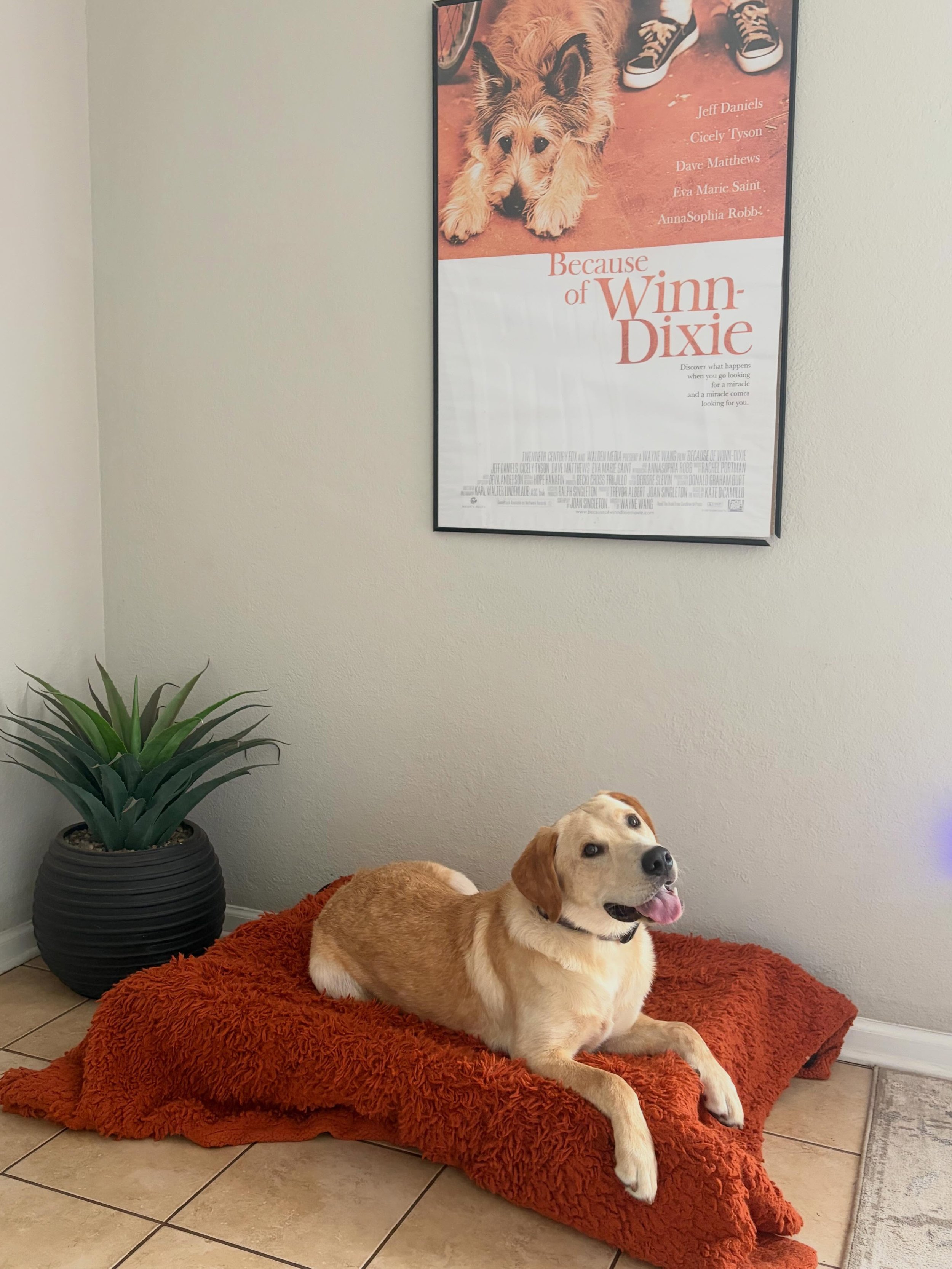 Everyone please give a warm welcome to the newest member of our Pack, Marlin!

Marlin is only in for a week to get refreshed on some of this commands he learned when he was a bit younger, and is now just a tad testy on. We are so happy to have you, M