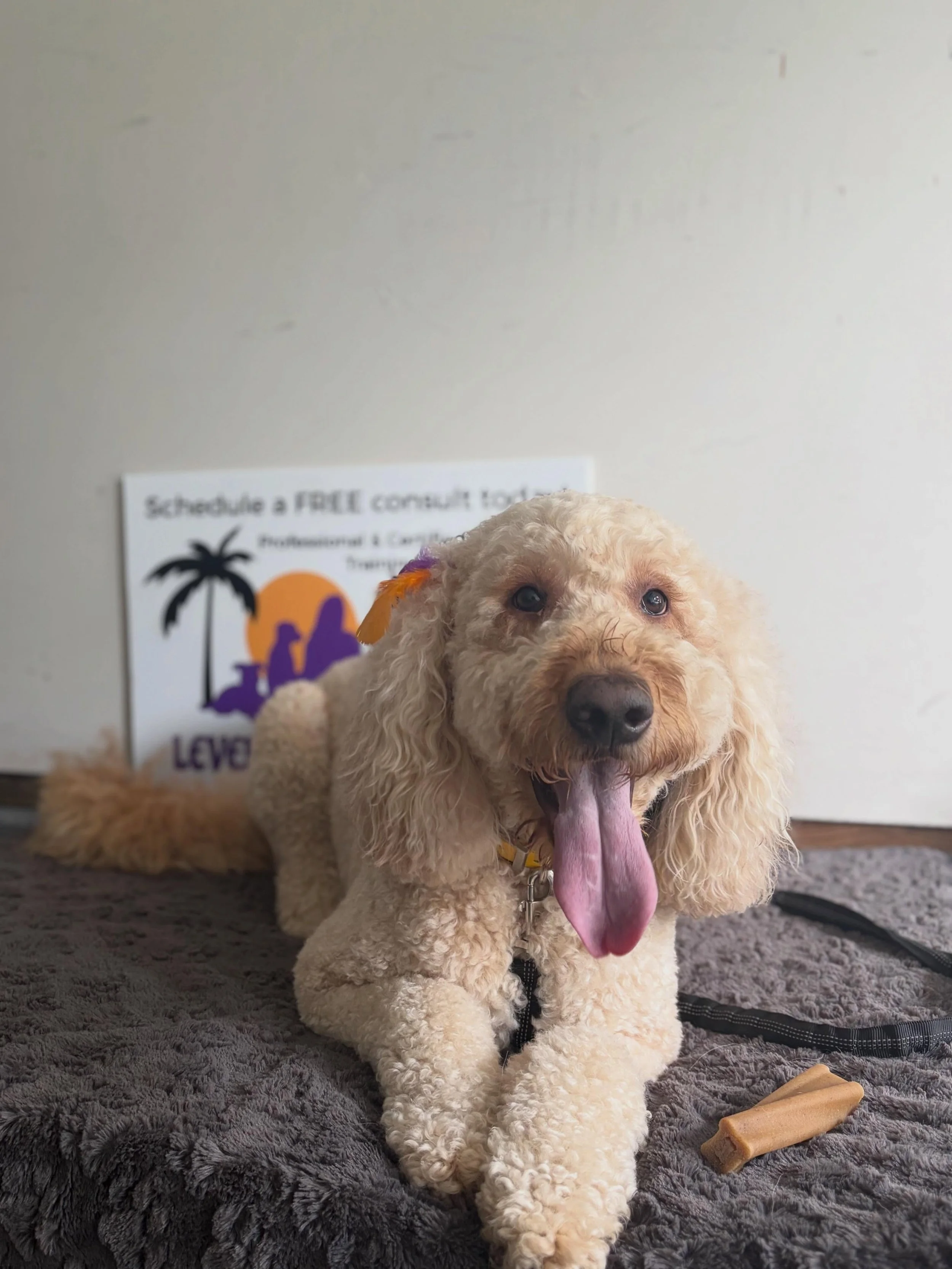 Everyone please give a nice warm welcome to the newest member of the Pack, Betty! 

Betty is Buster&rsquo;s sister, and is in for our Basic Board &amp; Train Program. Bonus points to Betty&rsquo;s owners for getting her hair ribbons to match my Compa