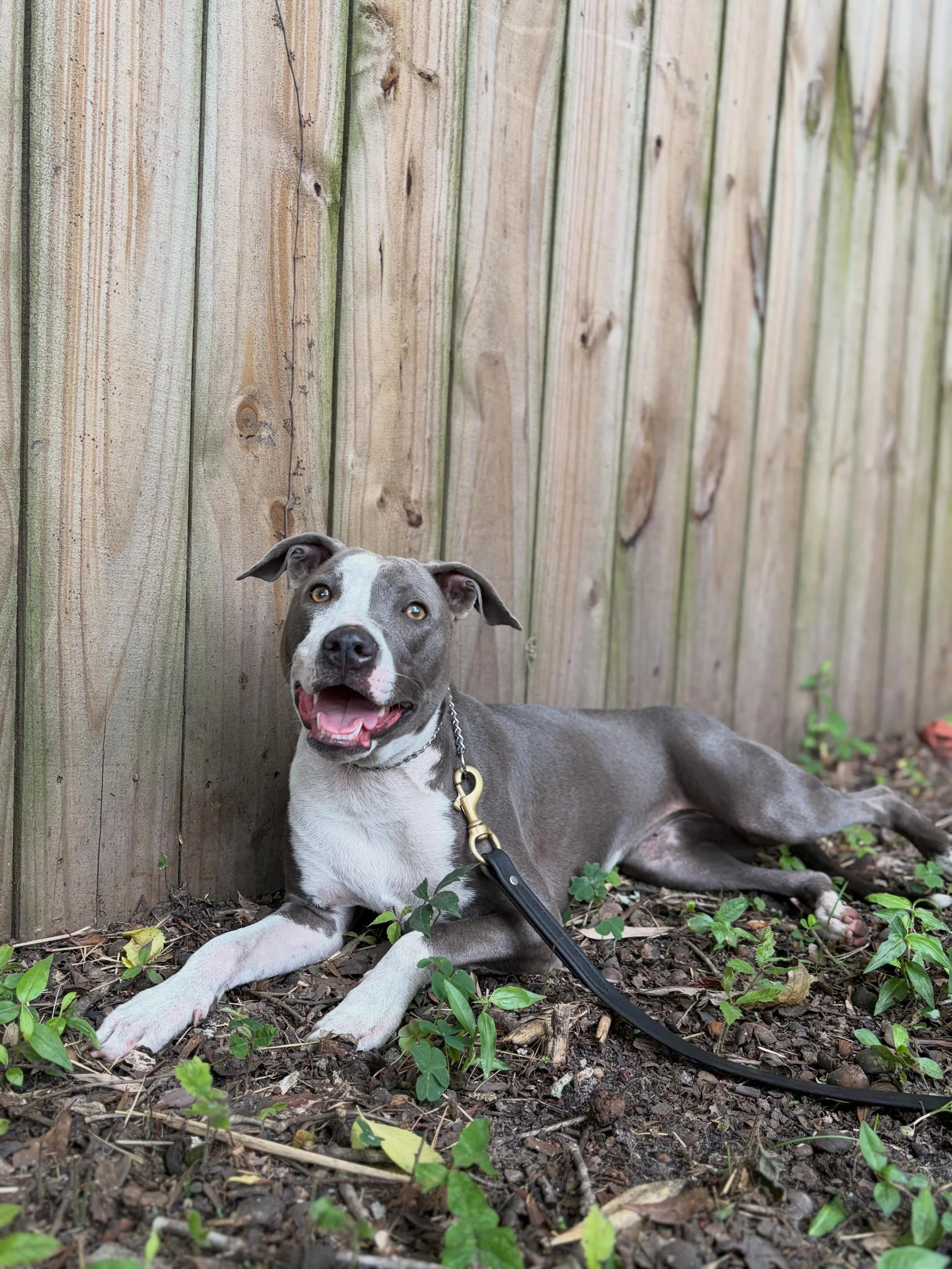 Everyone please give a warm welcome to the newest member of the Pack, Ashe (Asheville)! 

Asheville is in our Advanced Board &amp; Train Program to learn how to be a smart and well-mannered girl. She certainly has come with a set of behaviors that co