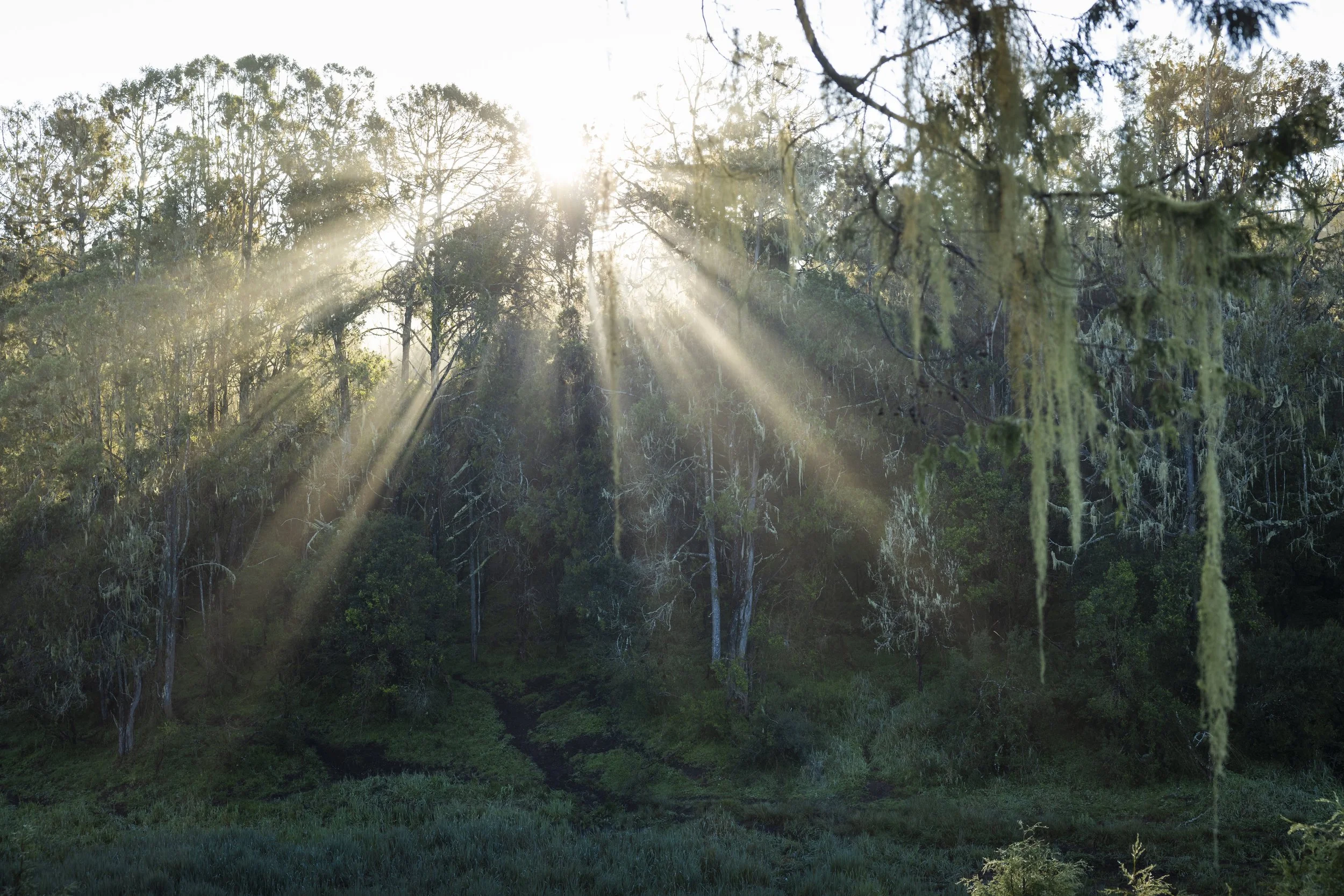 Aberdare Forest with Eyes On Africa Safaris