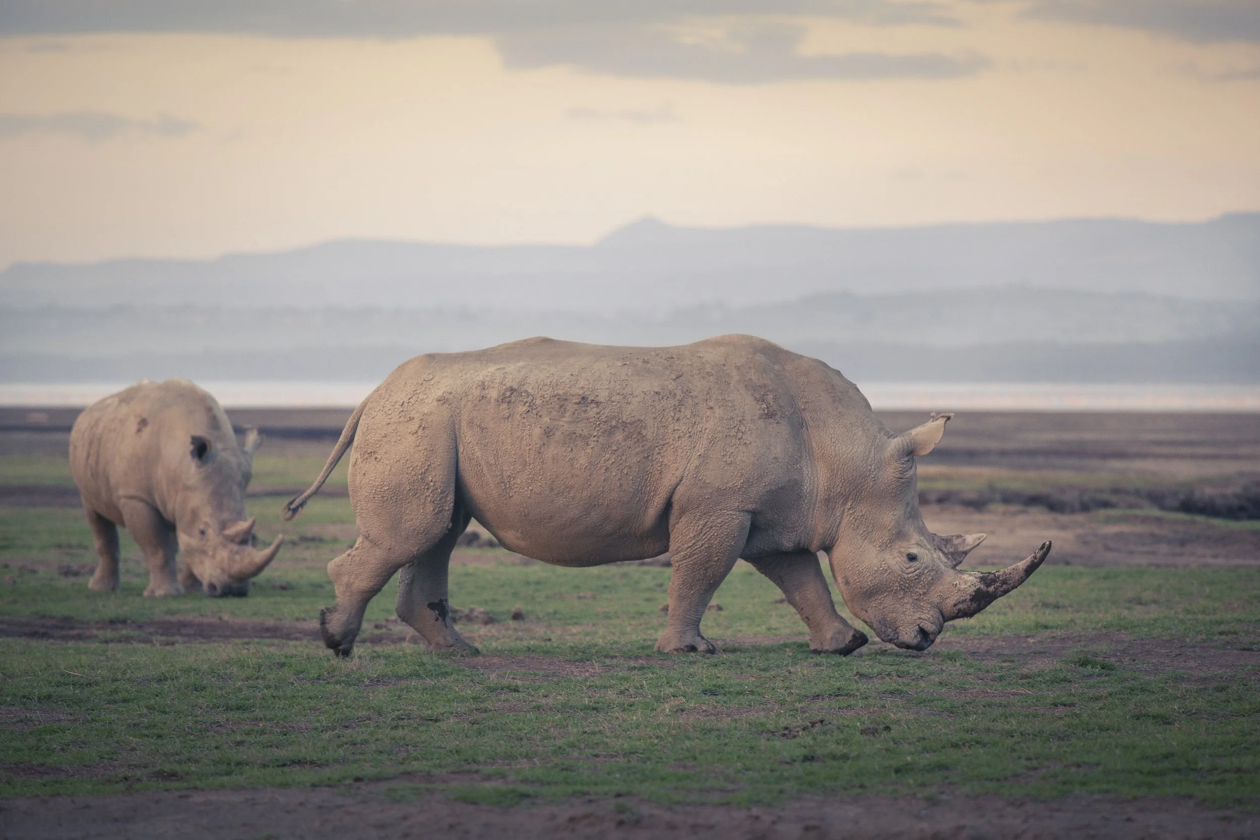 Nakuru_1239.jpg