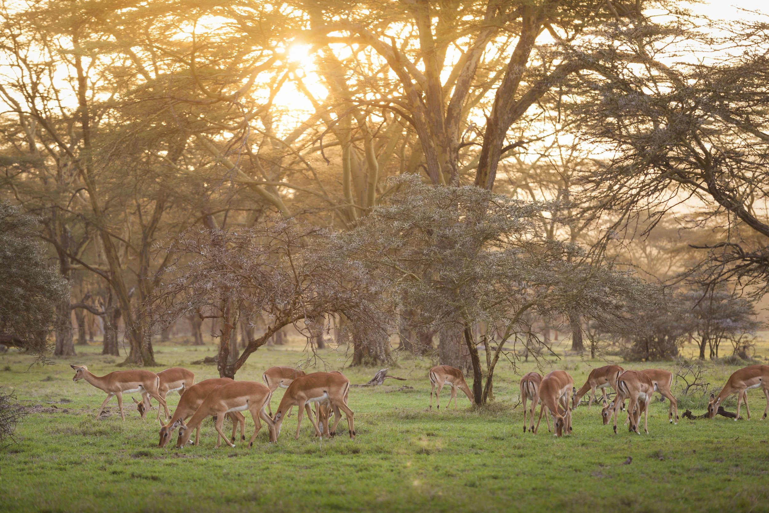 Nakuru_1196.jpg