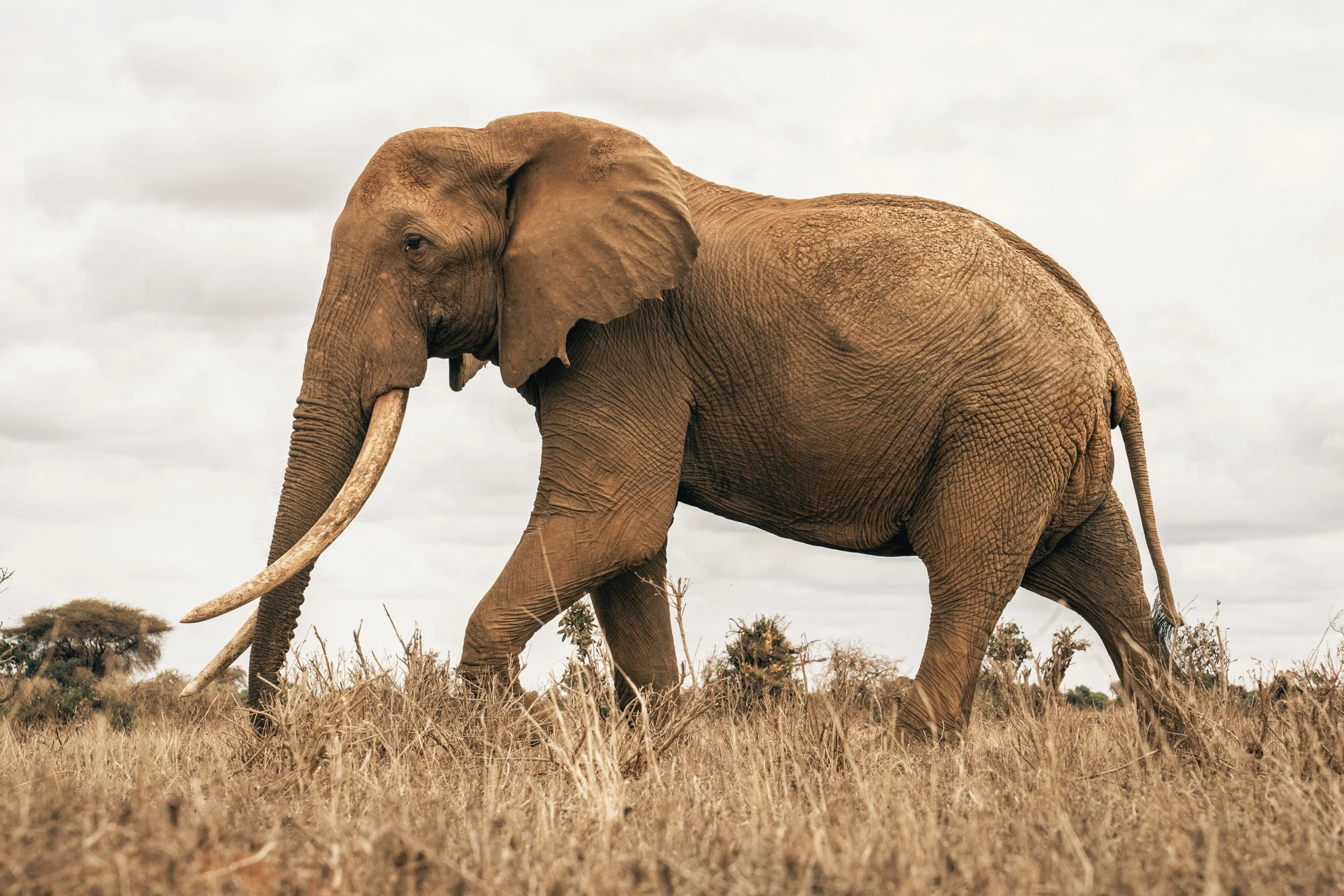 Super Tusker.jpg