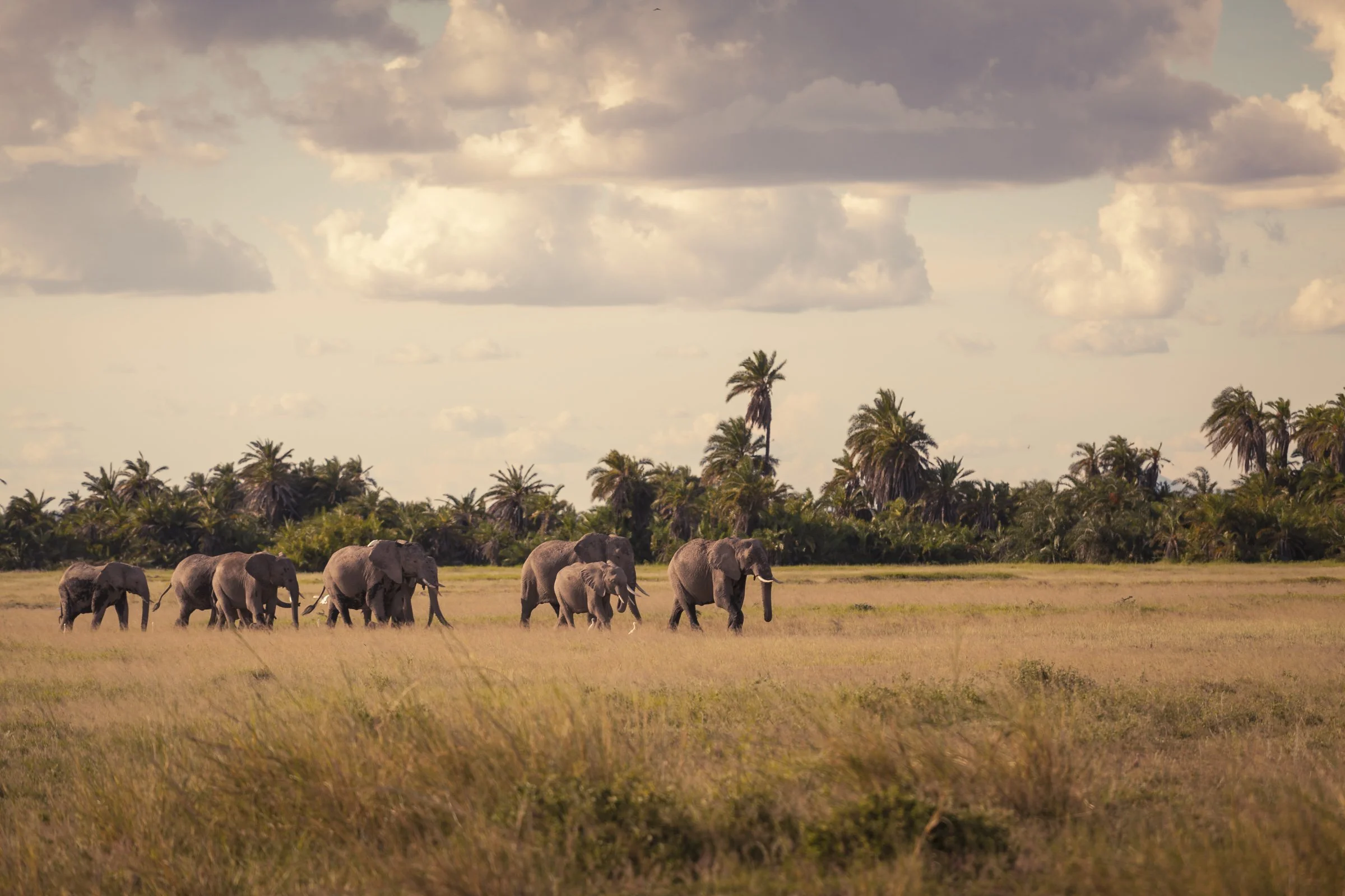 KenyaSafari_0319.jpg