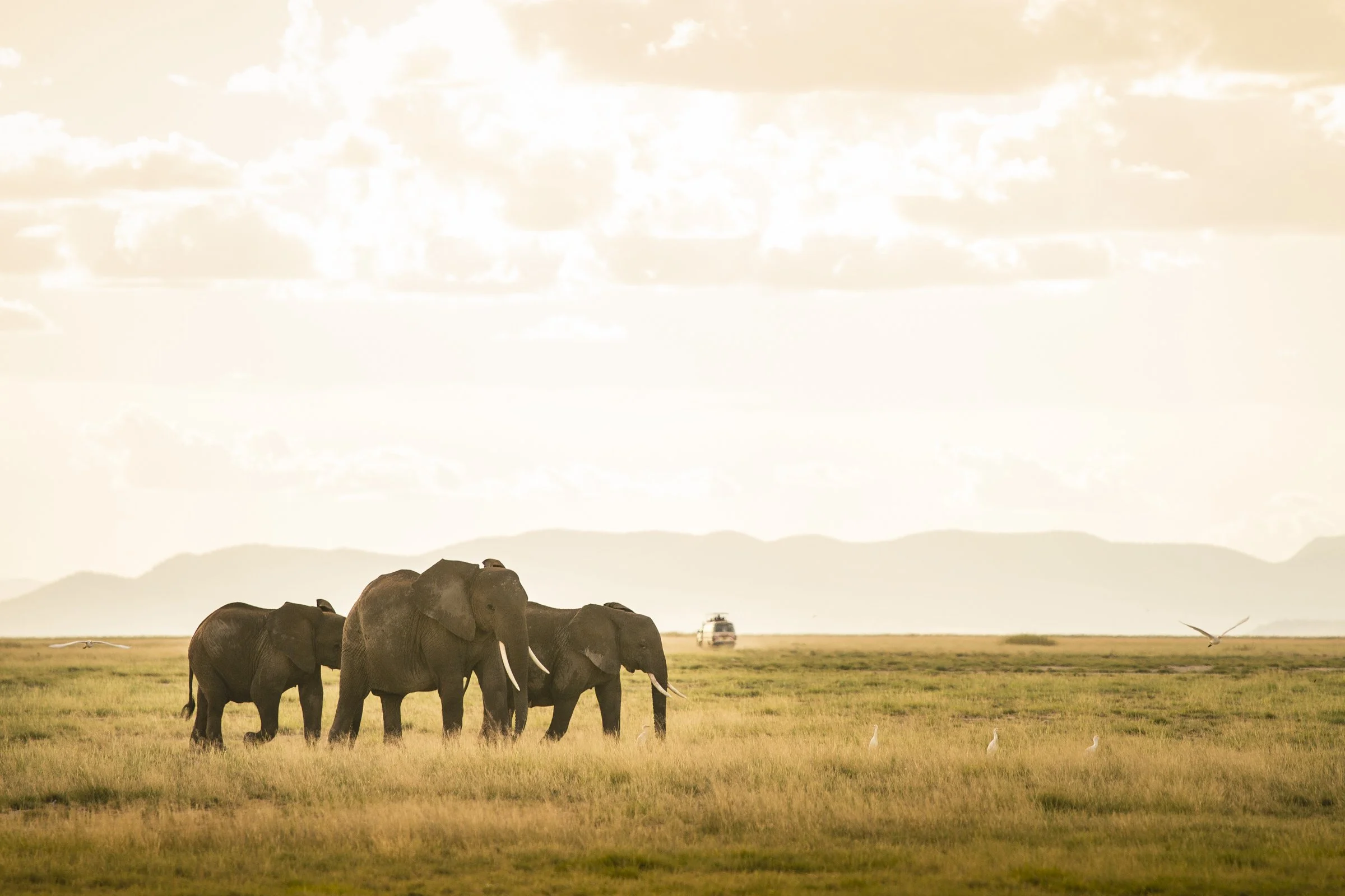 KenyaSafari_2745.jpg