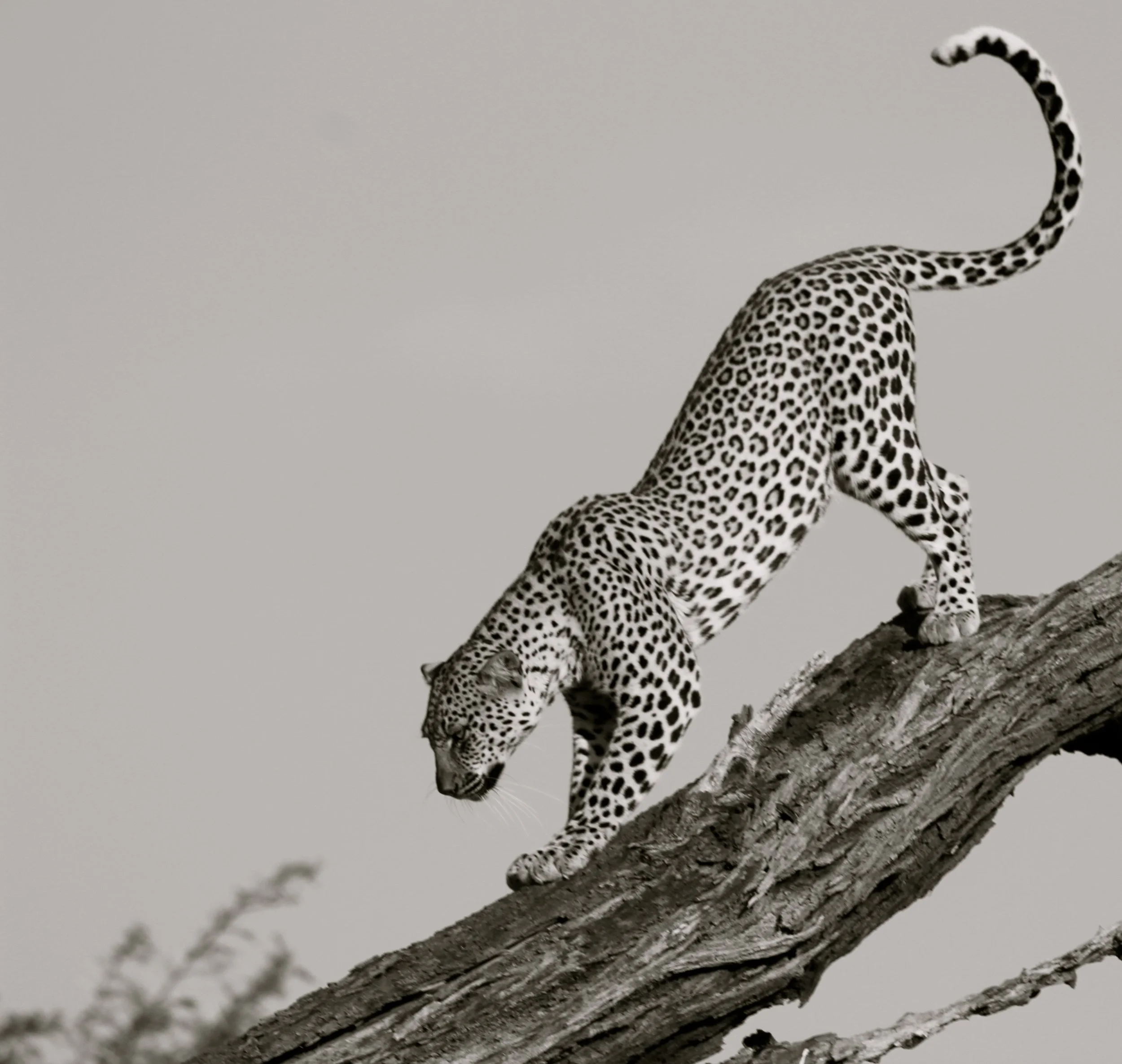 Descending leopard in Samburu.JPG