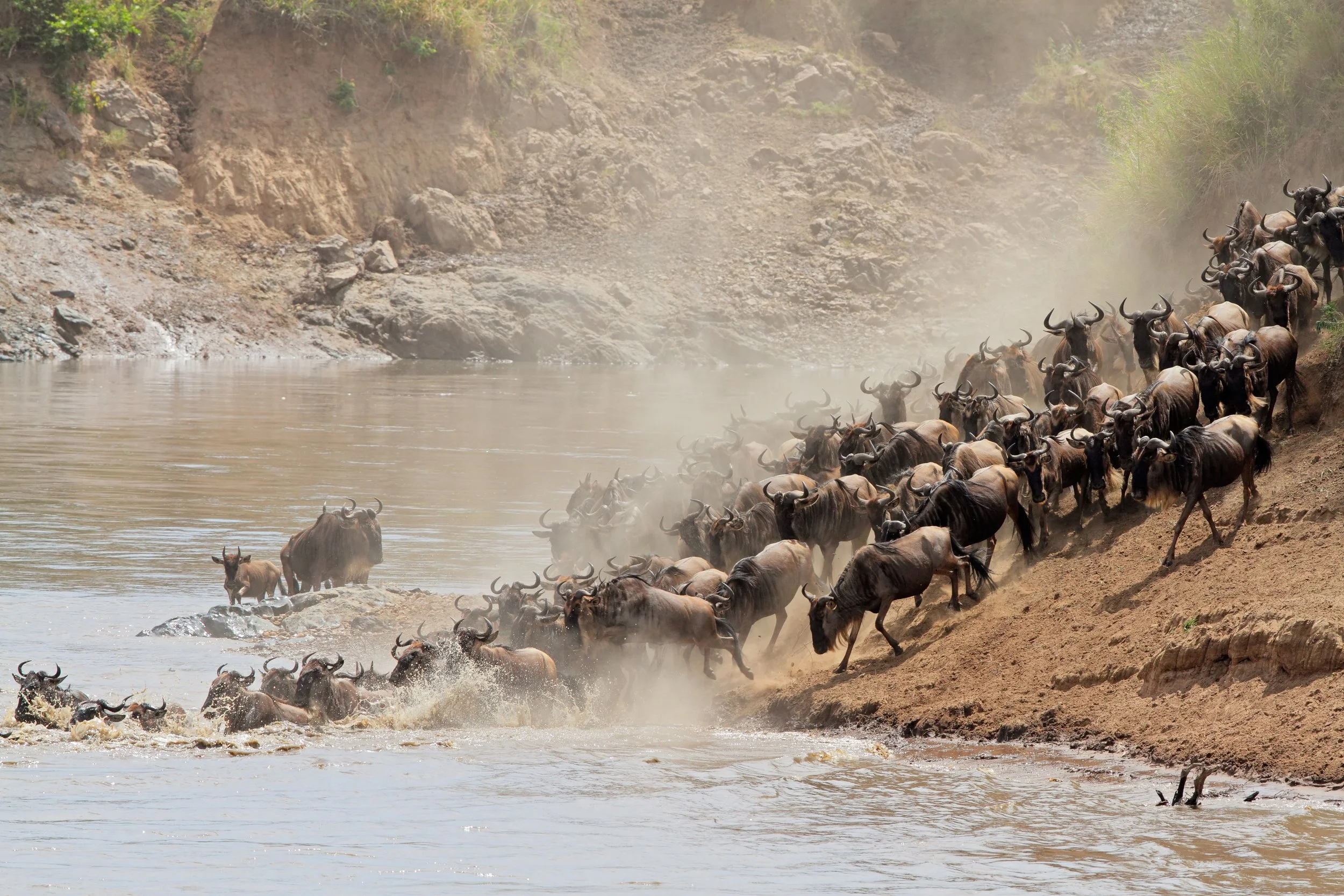 Wildebeest Crossing Mara River.jpg