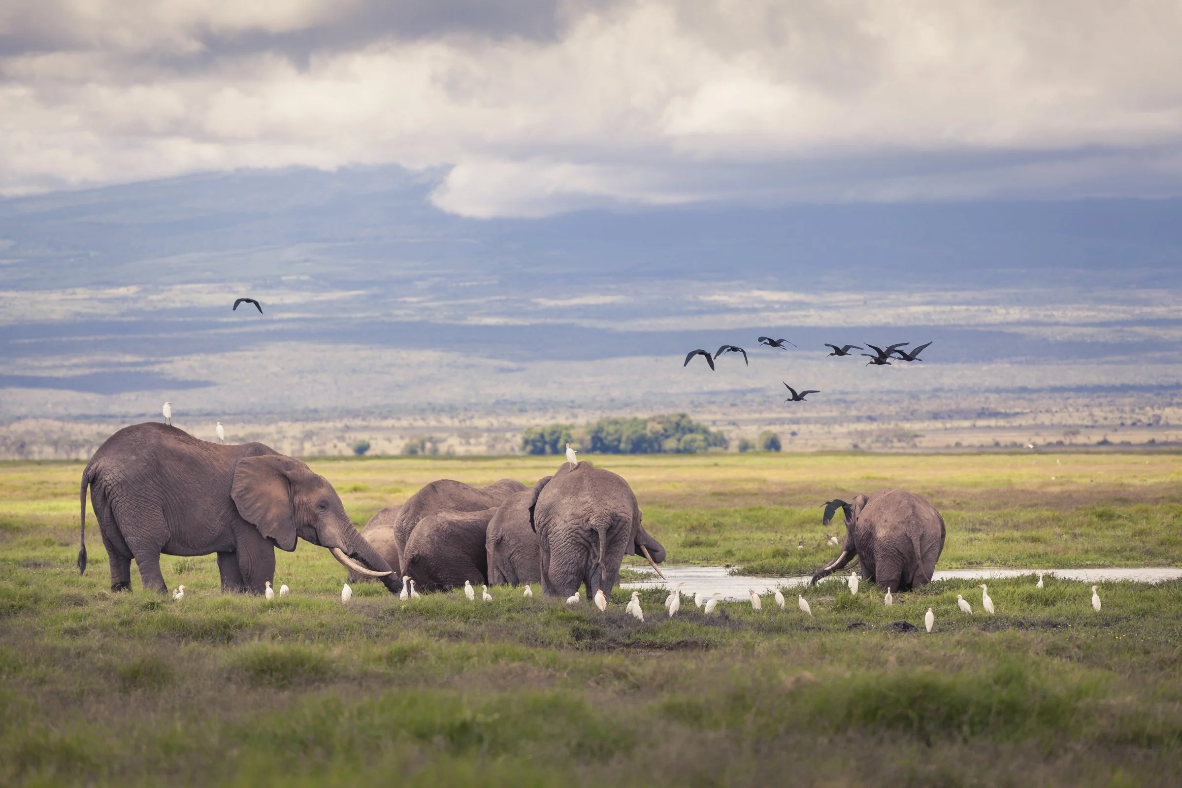 KenyaSafari_0199.jpg