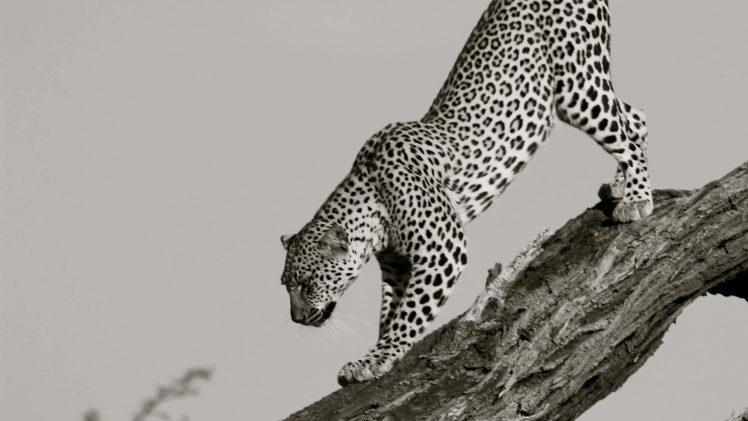 Descending+leopard+in+Samburu.png