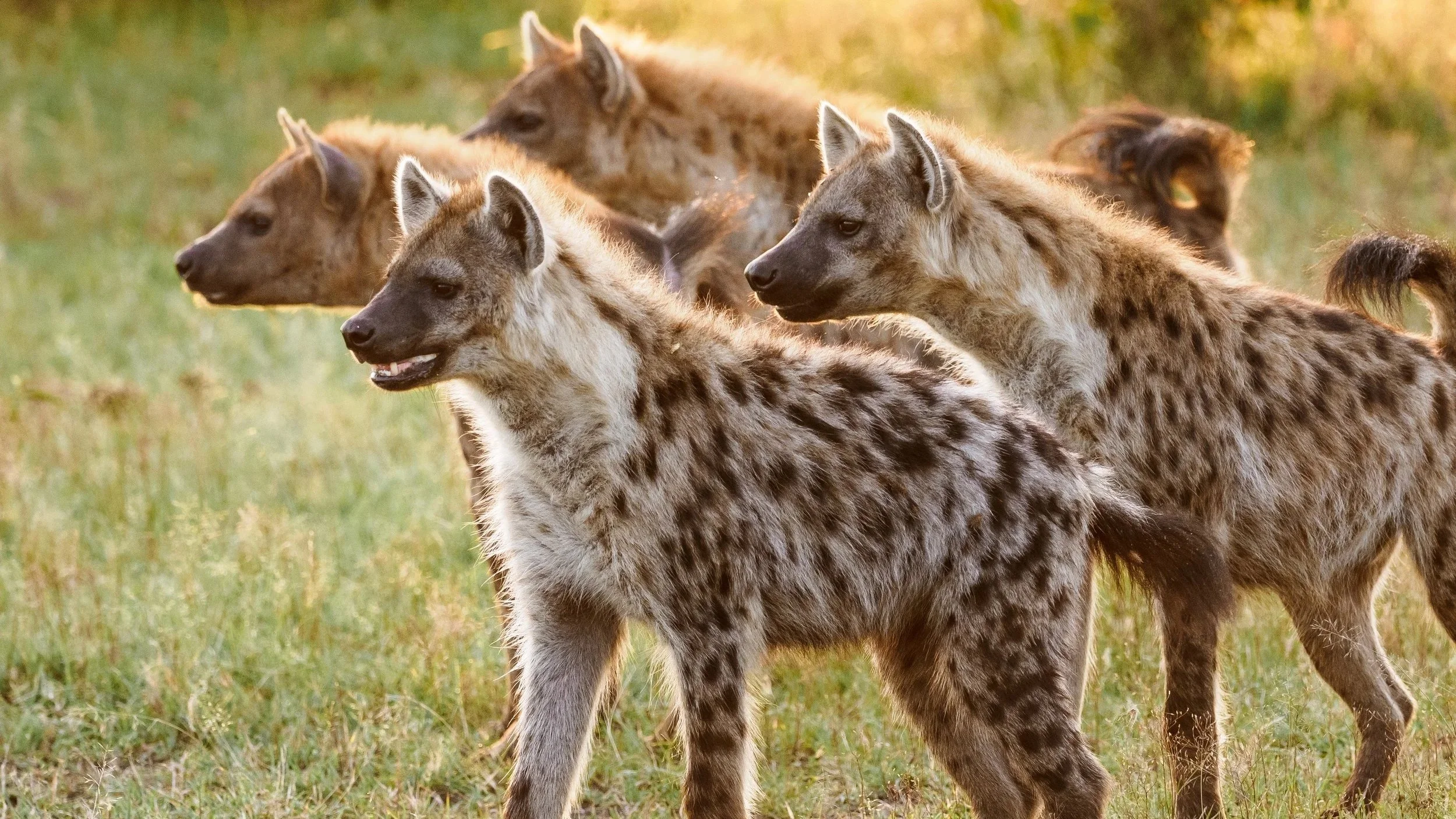 wildlife+in+Masai+Mara+2.jpg