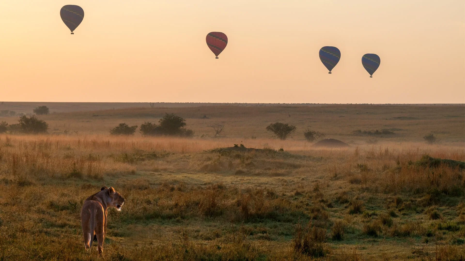 masai-mara-balloon-safari.jpg