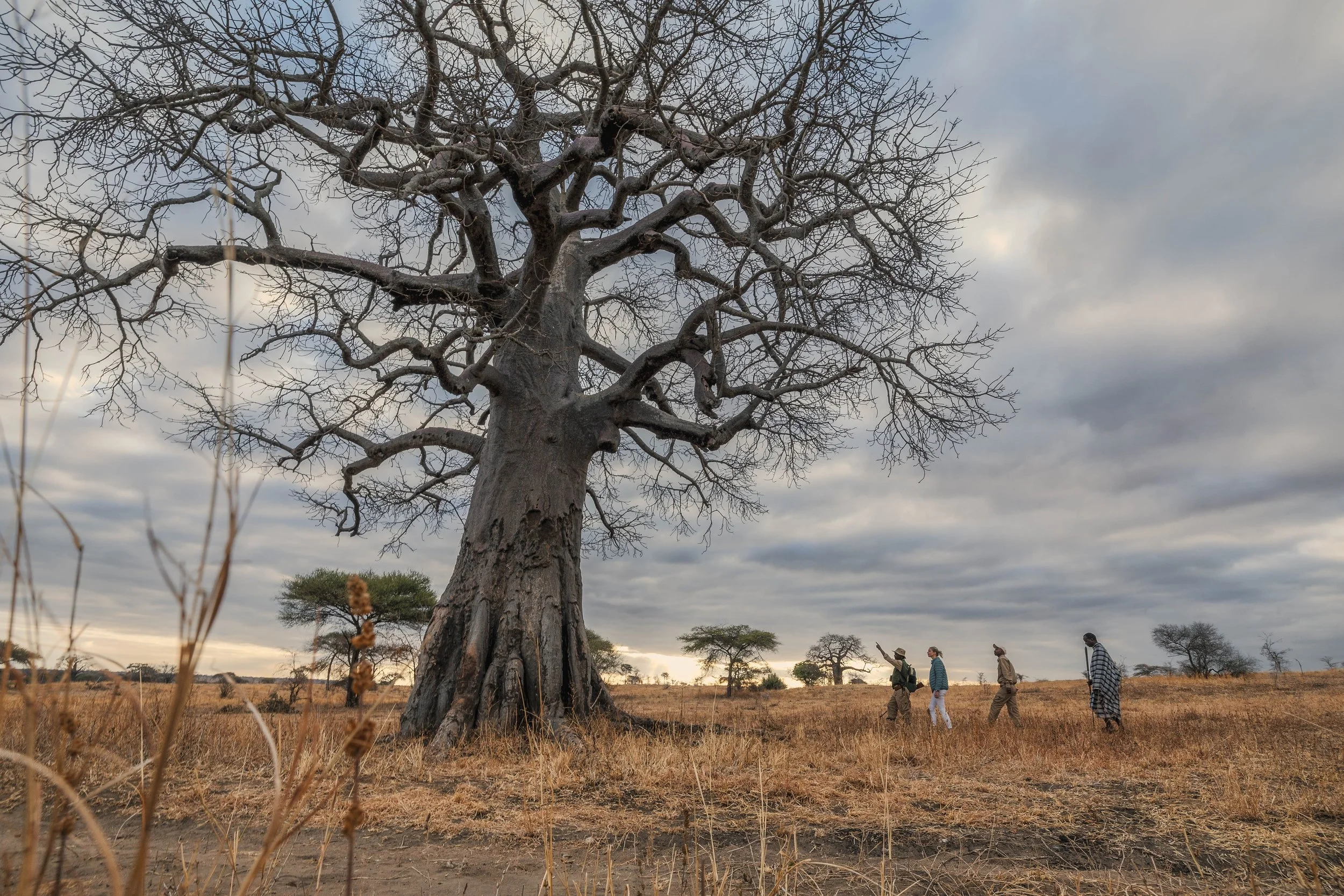Elewana Tarangire Treetops - WalkingSafariWithBaobab.jpg