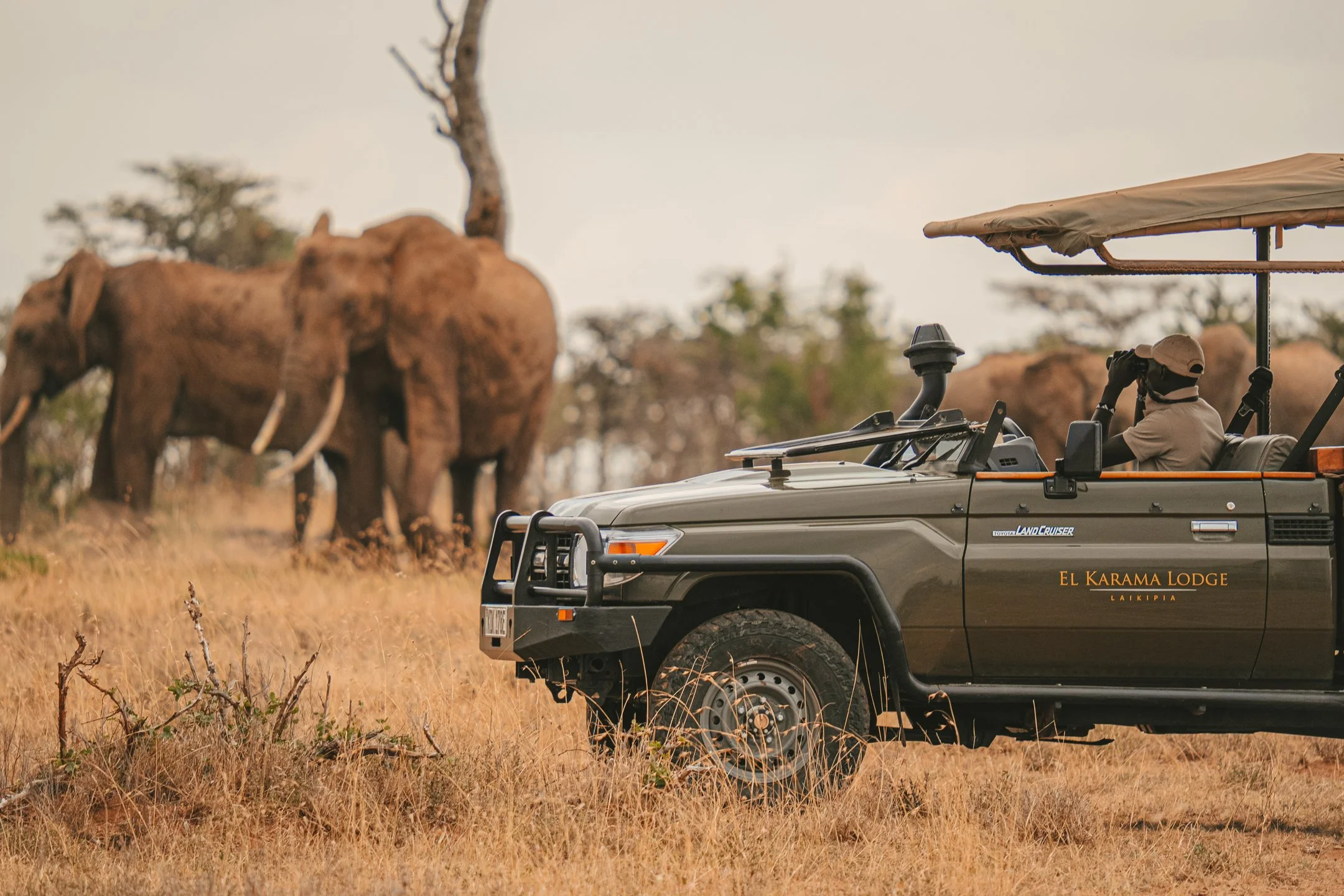 Game drives (1).jpeg