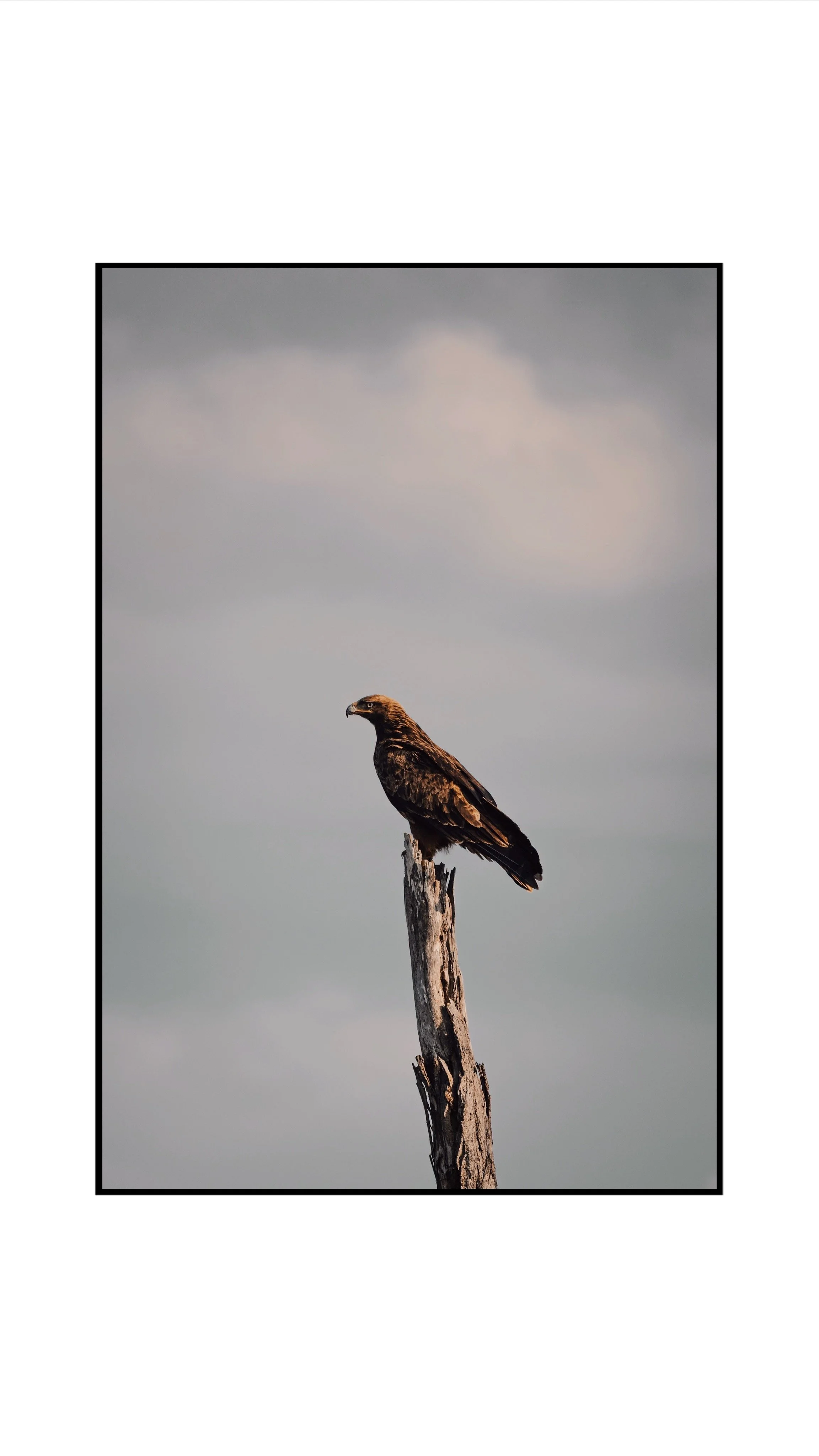 Bird watching safaris in Kenya