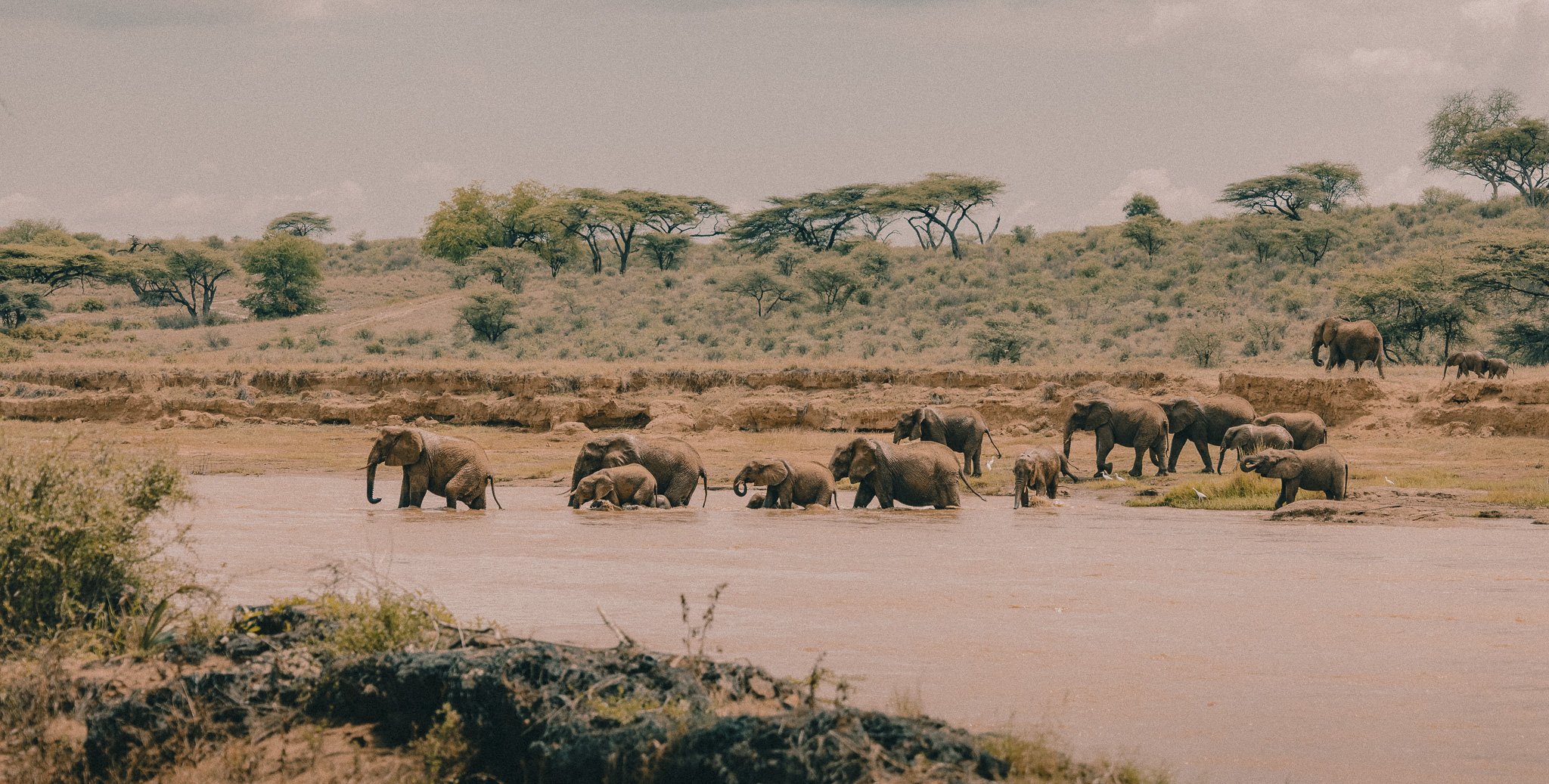 Samburu Elephants