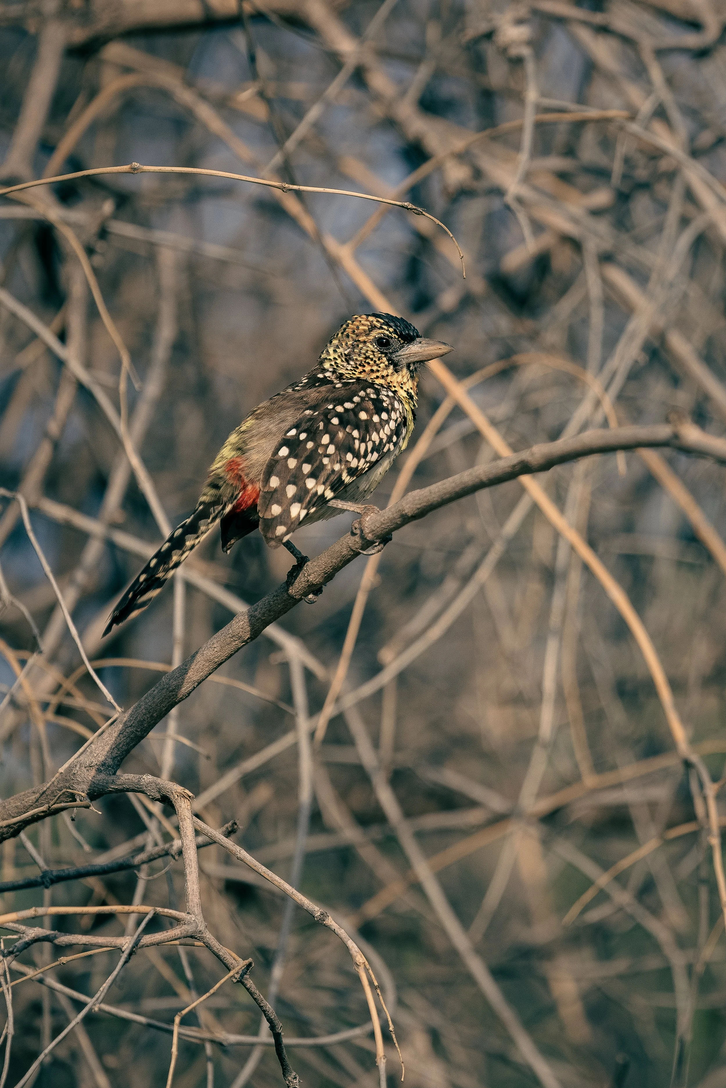 African bird watching safari