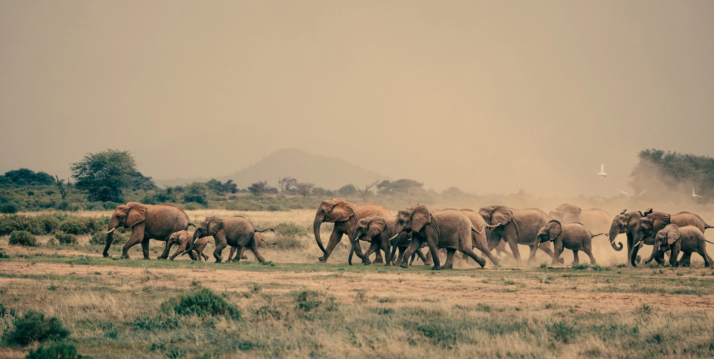 Elephant stompedo Samburu