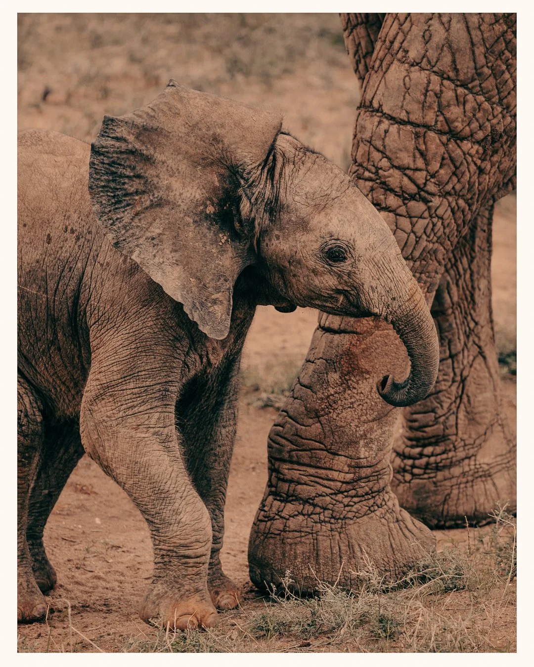 Elephant film photography