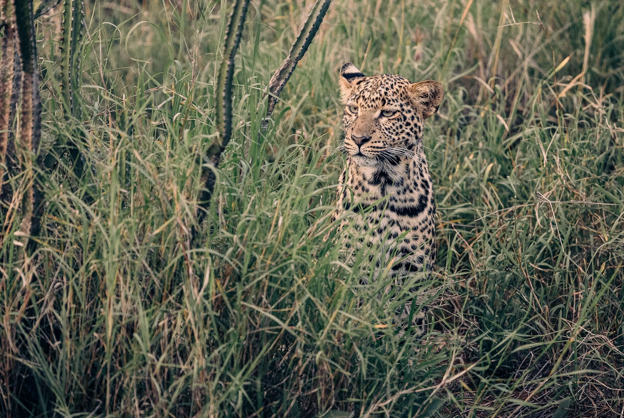 Leopard in Masai Mara