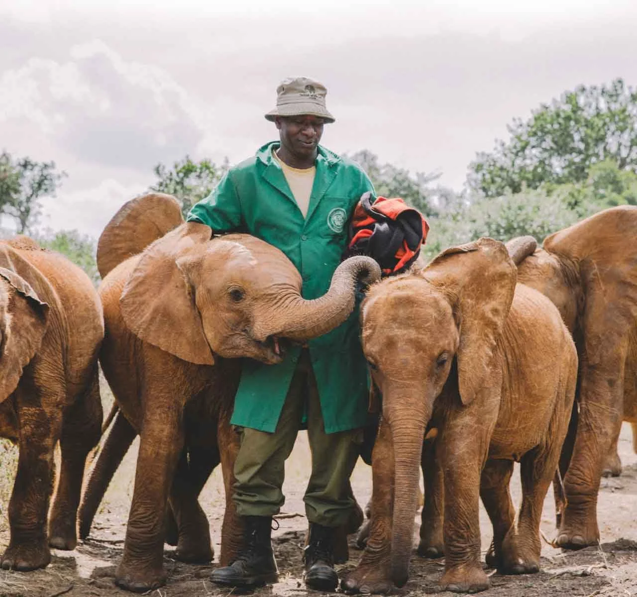 Sheldrick elephant sanctuary Nairobi