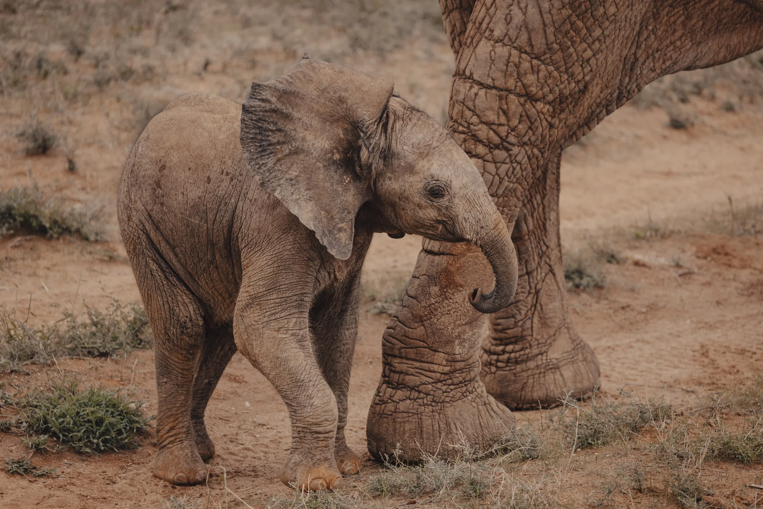 Elephant in Kenya