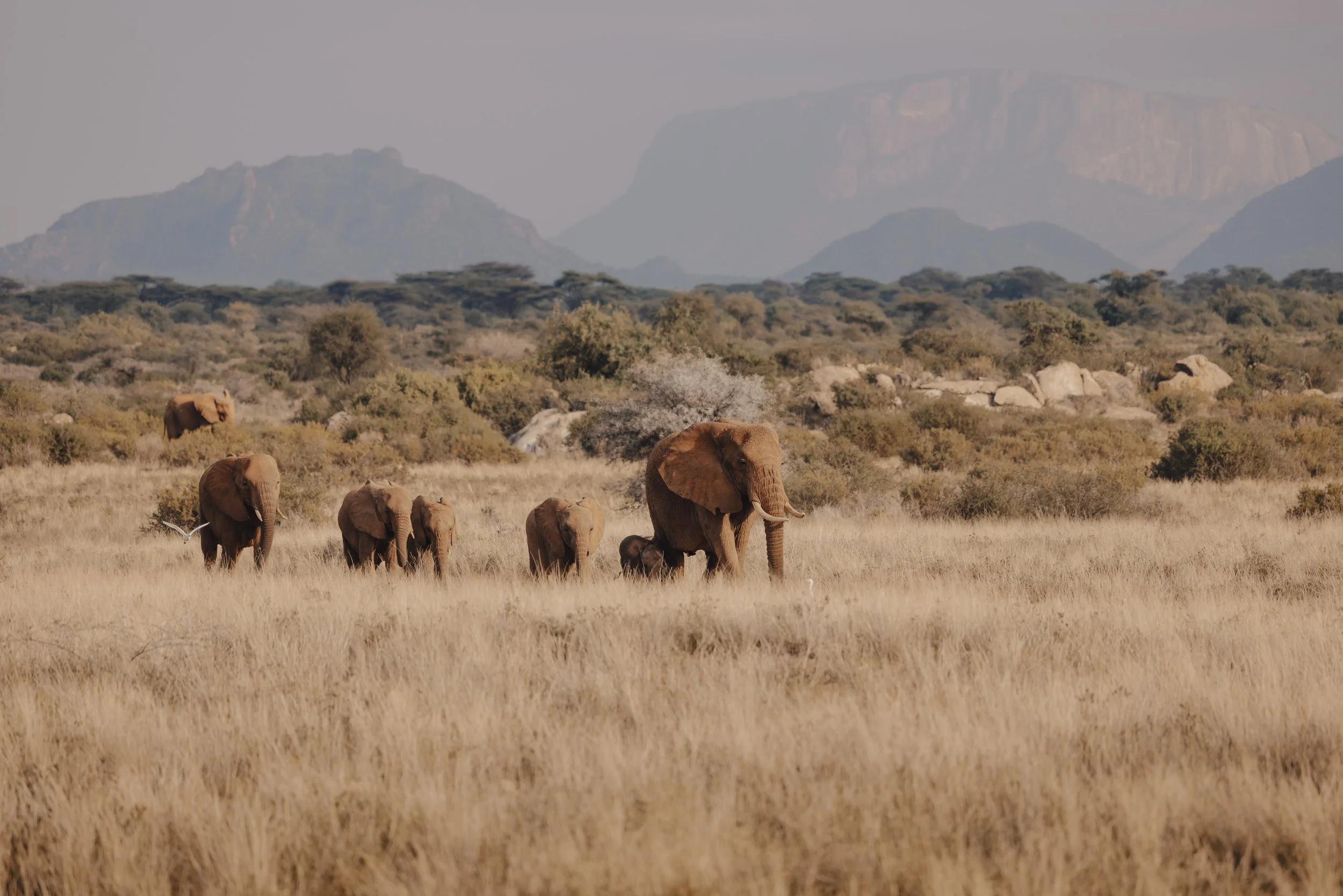 Eyes On Africa Safaris Samburu