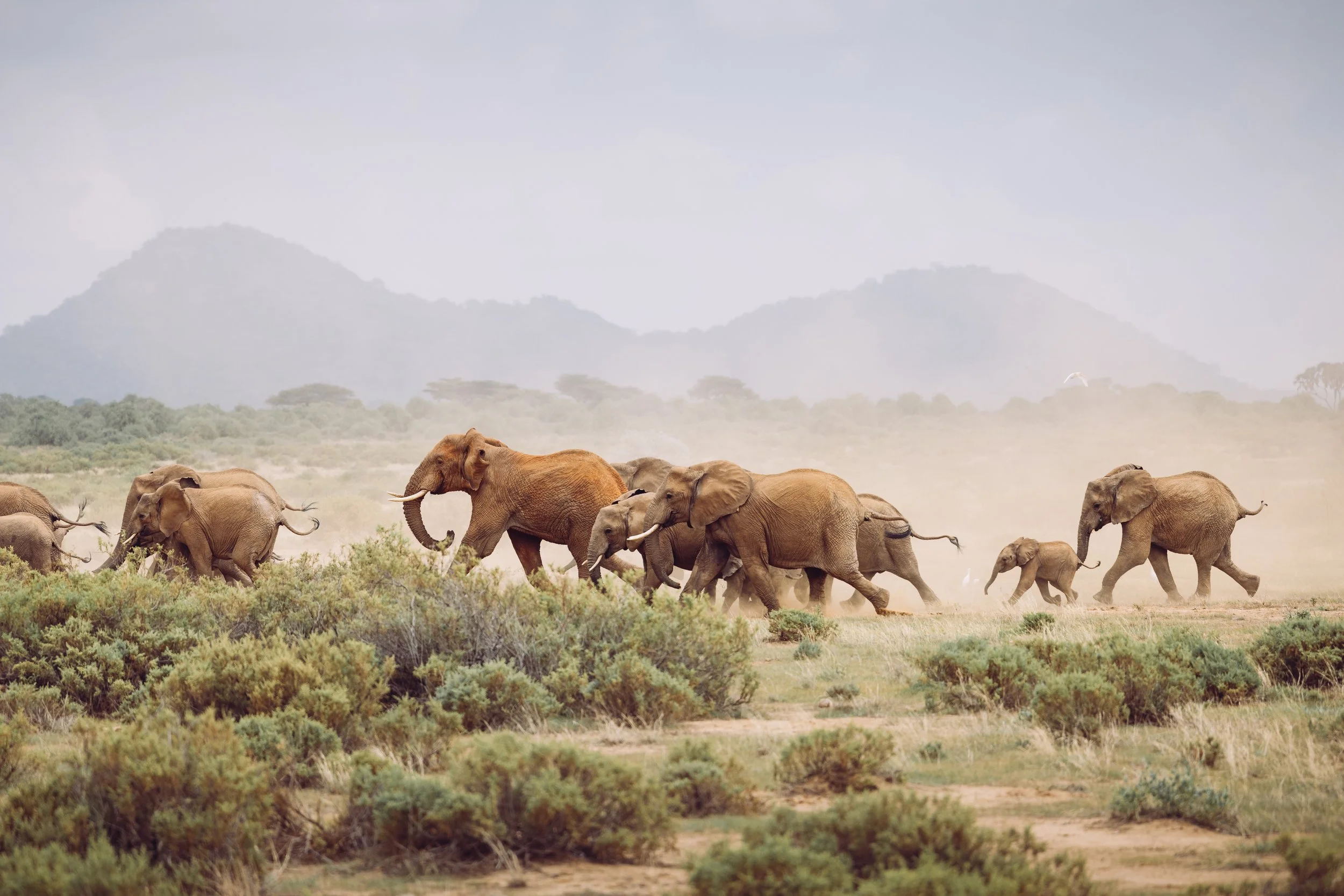 Samburu elephant photography Canon