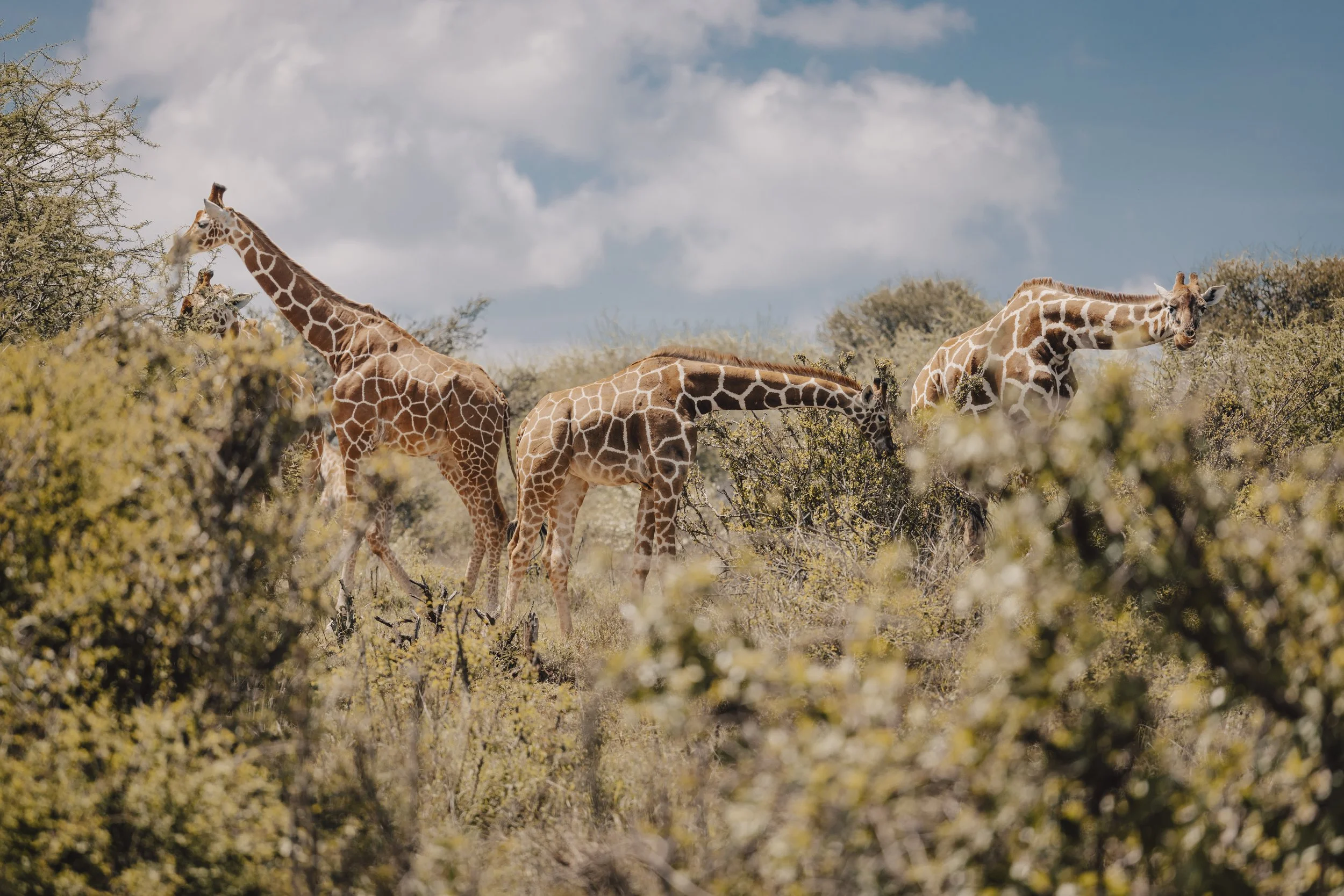Reticulated giraffe Laikipia