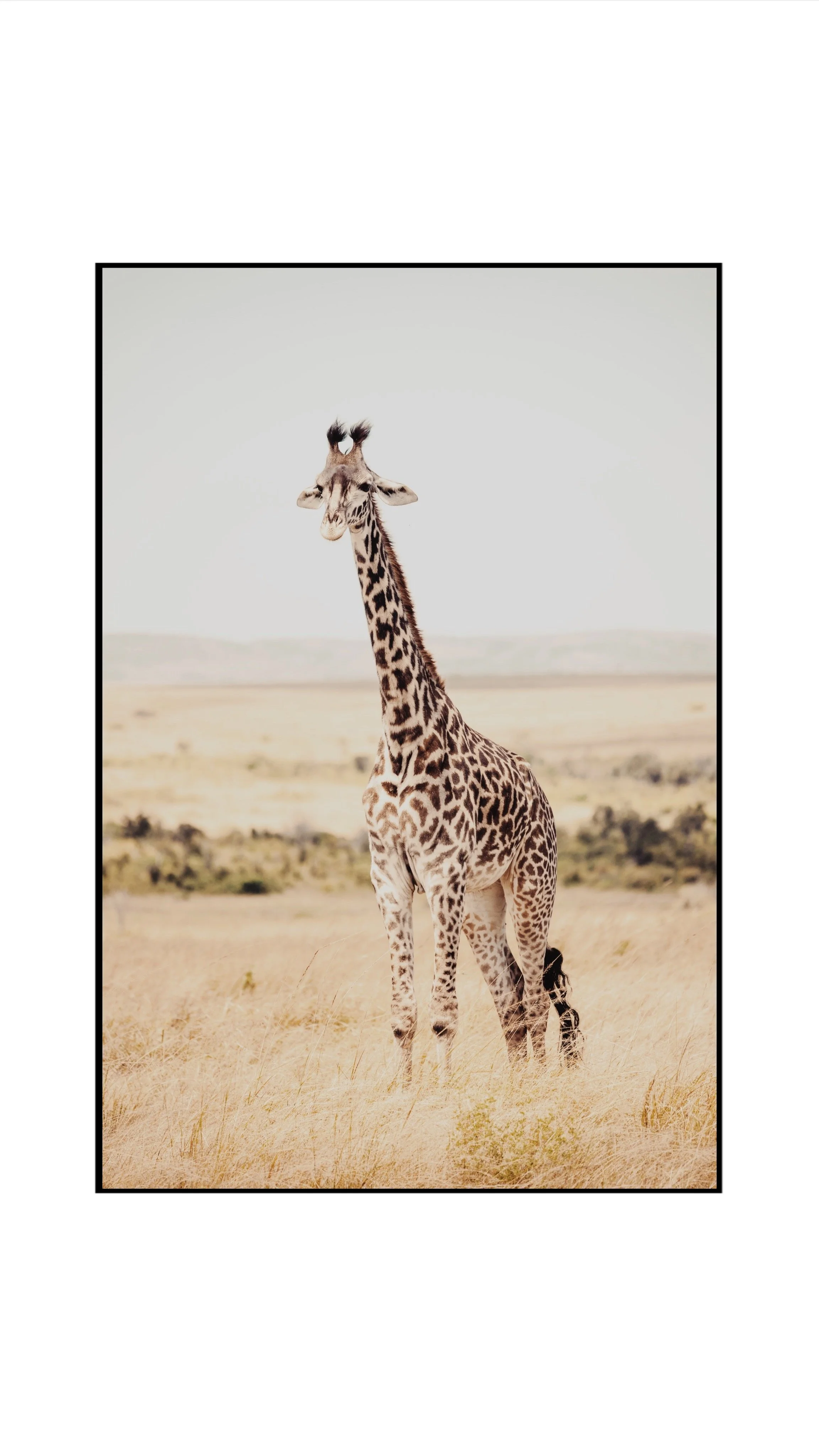 Wildelife film photography