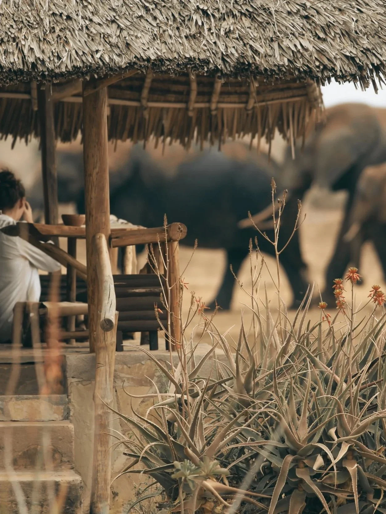 Satao Camp Tsavo West