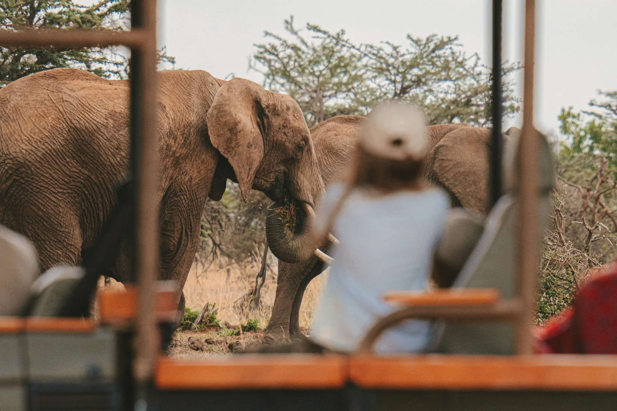 Game drives in open Land Cruiser
